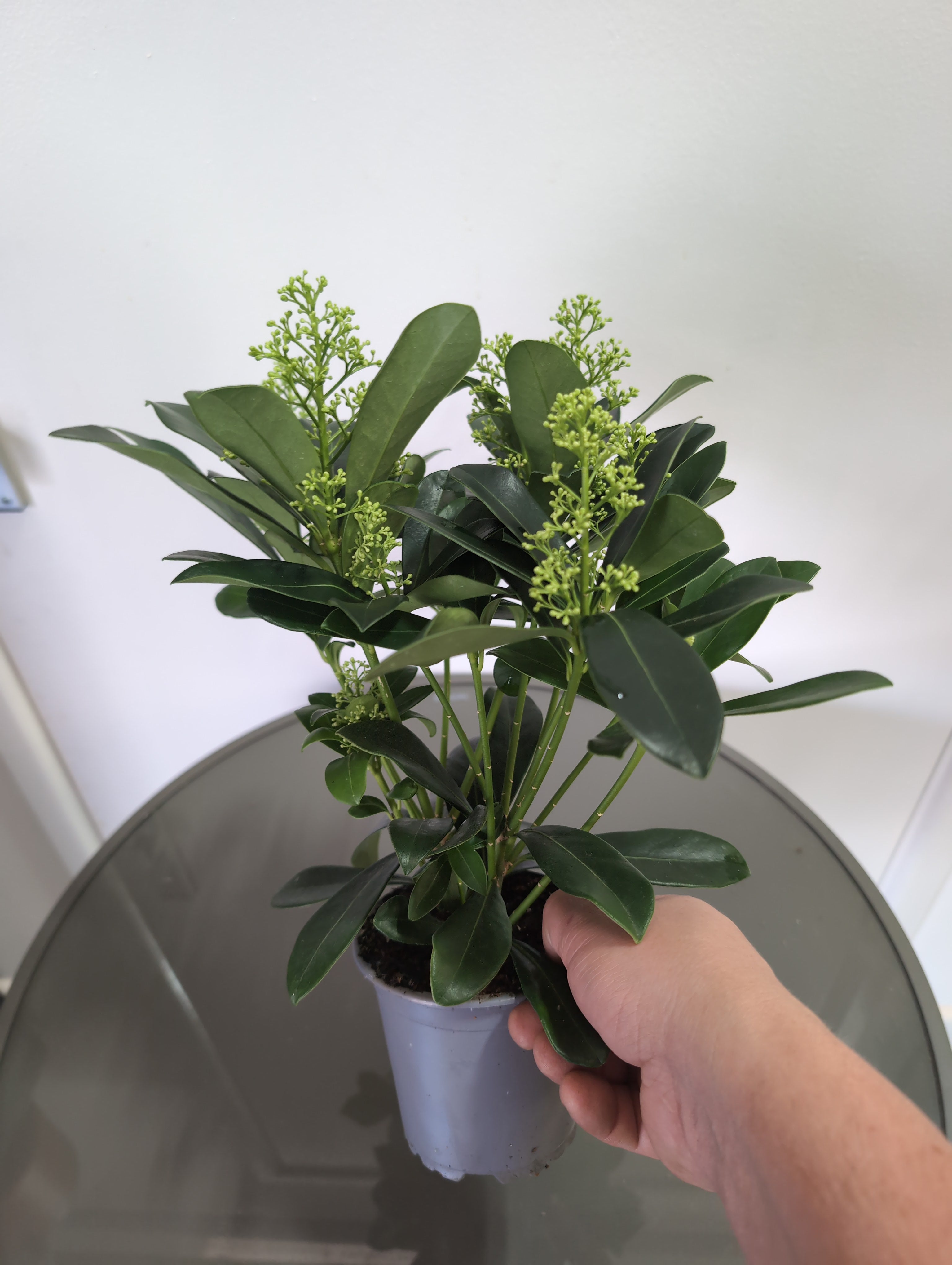 Skimmia Japonica | Finchy