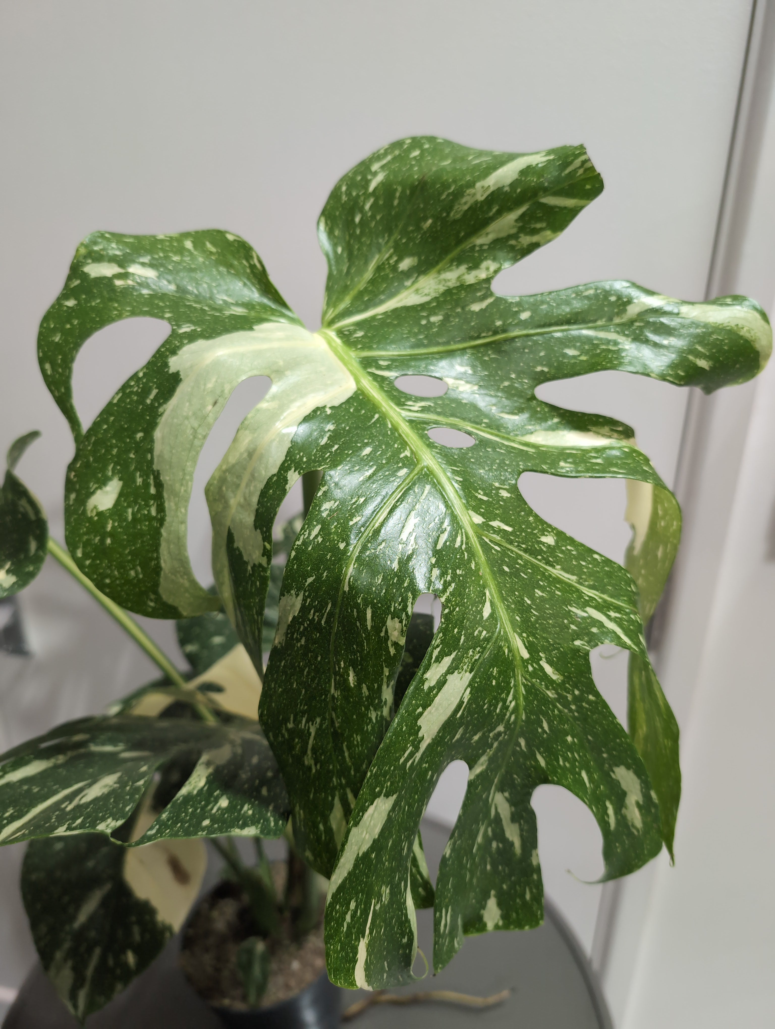 Monstera deliciosa | Thai Constellation