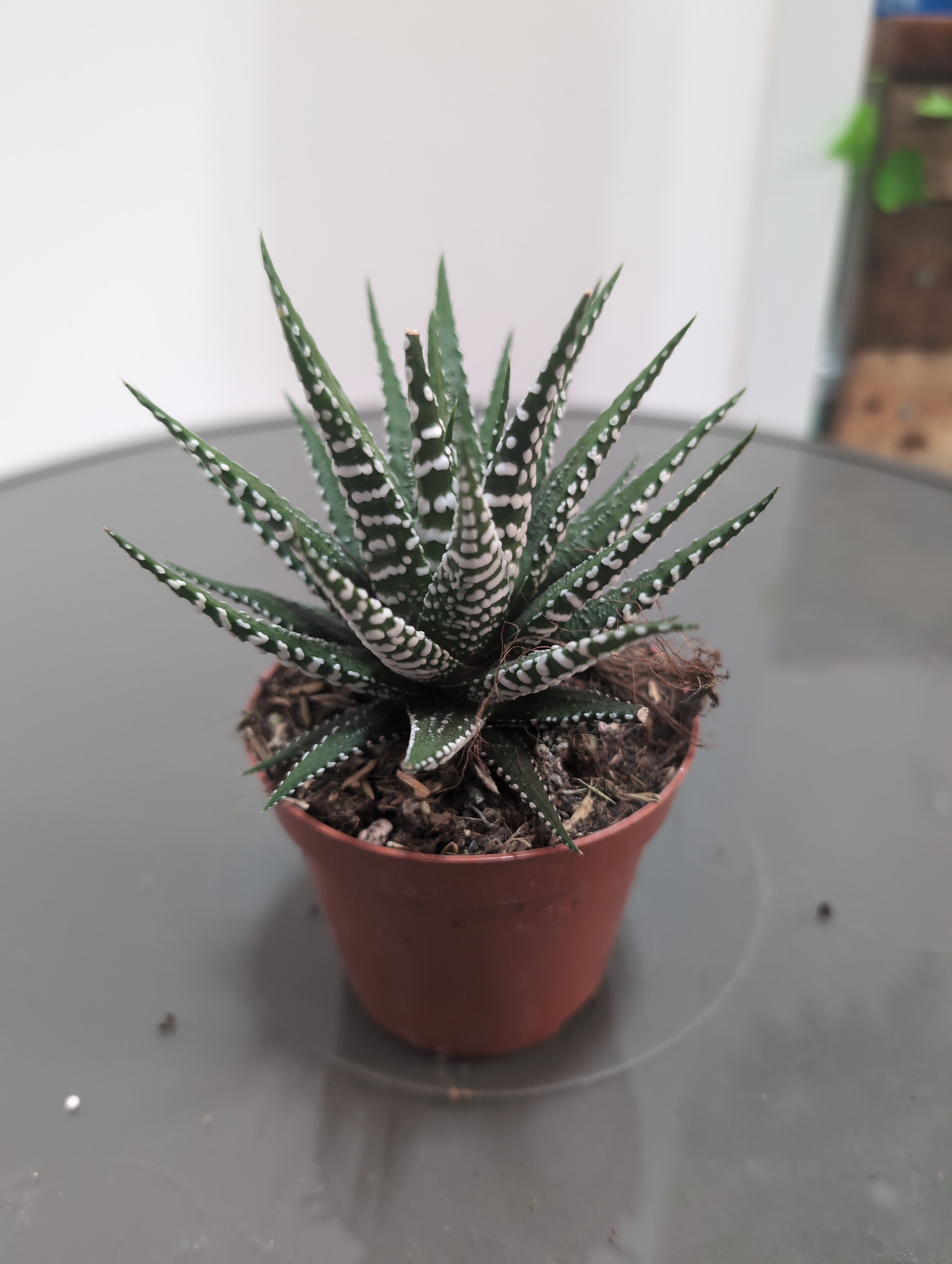 Aloe zebrina 'Dannyz'