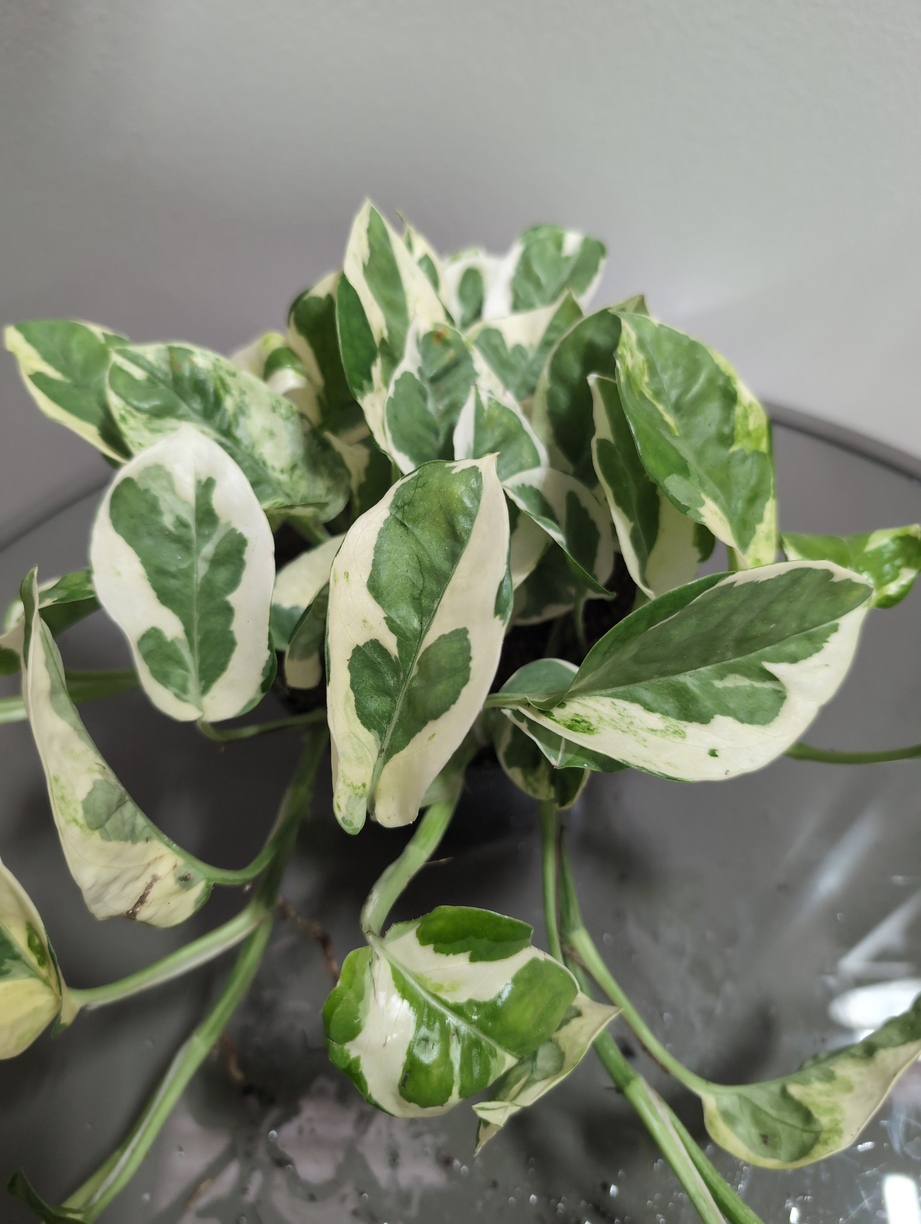 Devil's Ivy | N'Joy | Epipremnum pinnatum