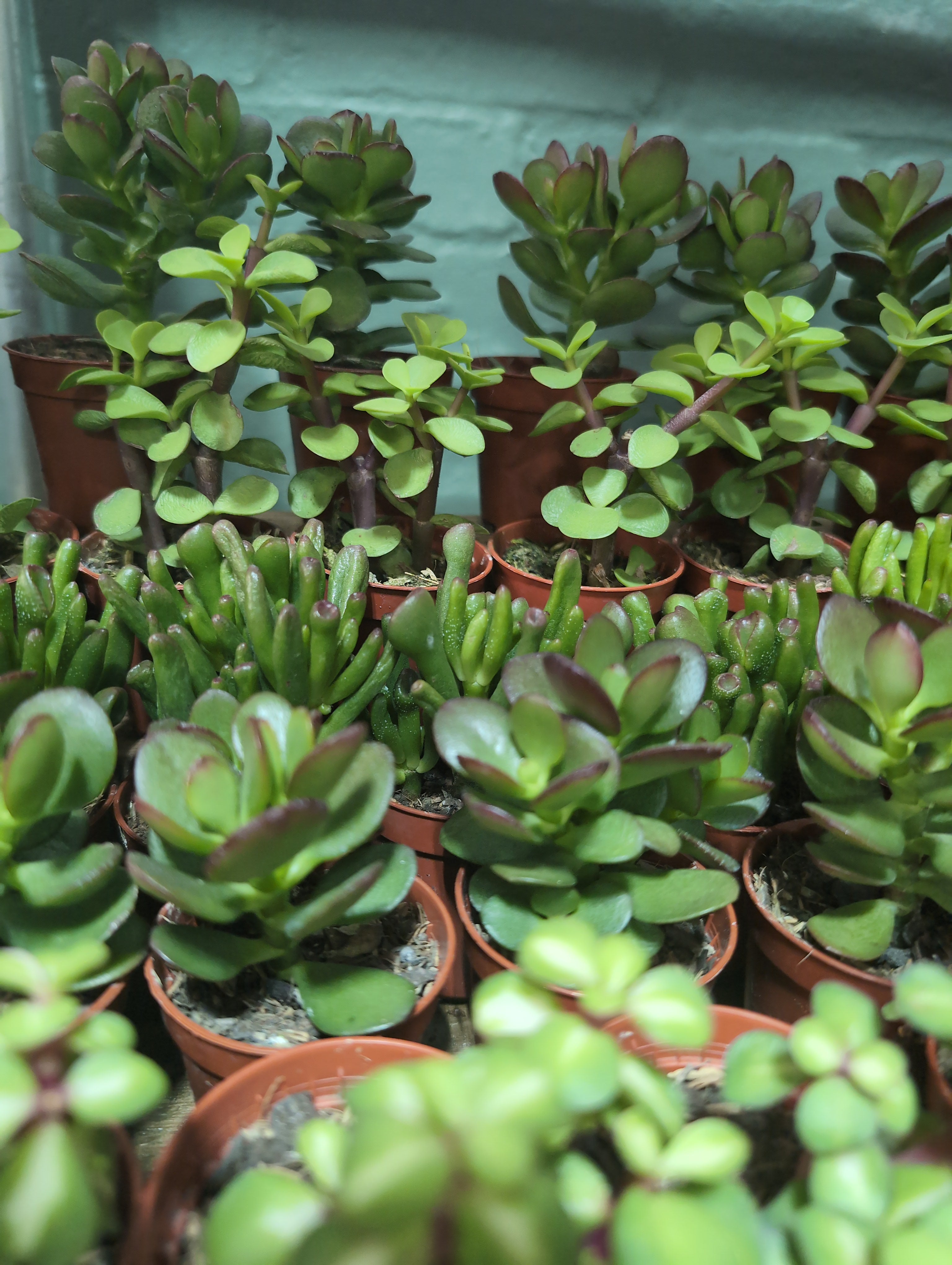 Crassula Gem | Crassula