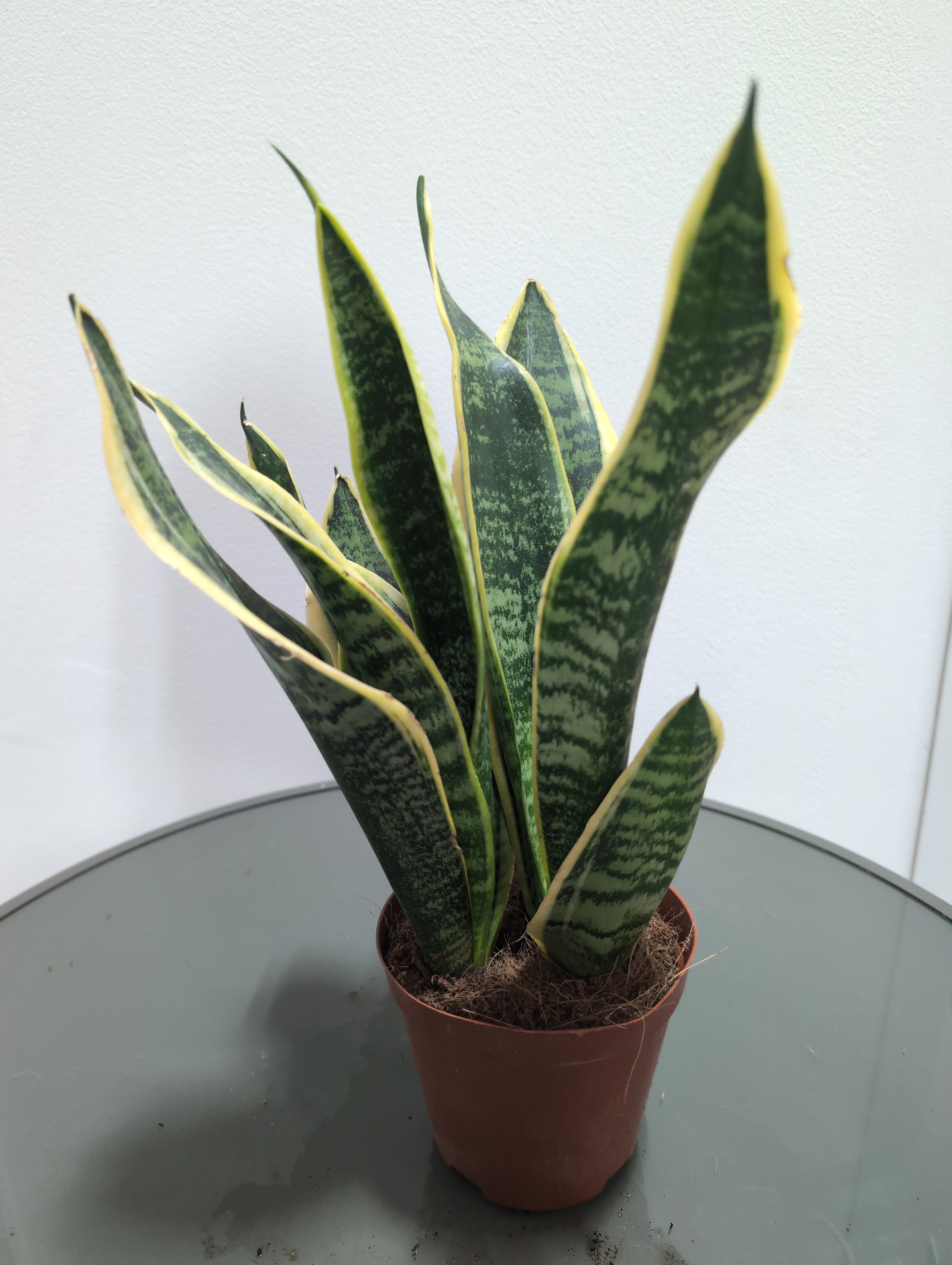 Snake Plant - Sansevieria ‘Futura’