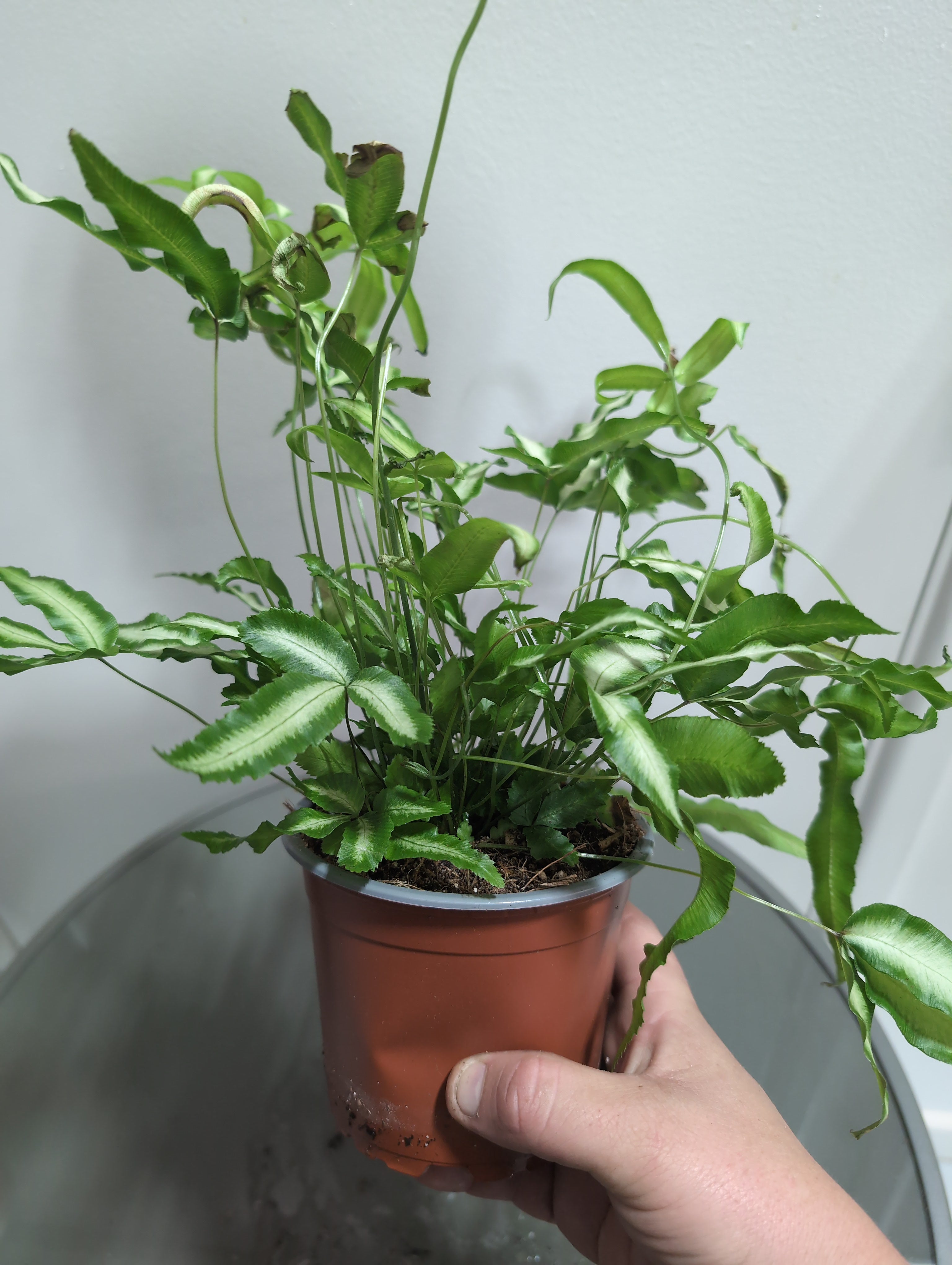 Silver Ribbon Fern | Pteris Albolineata