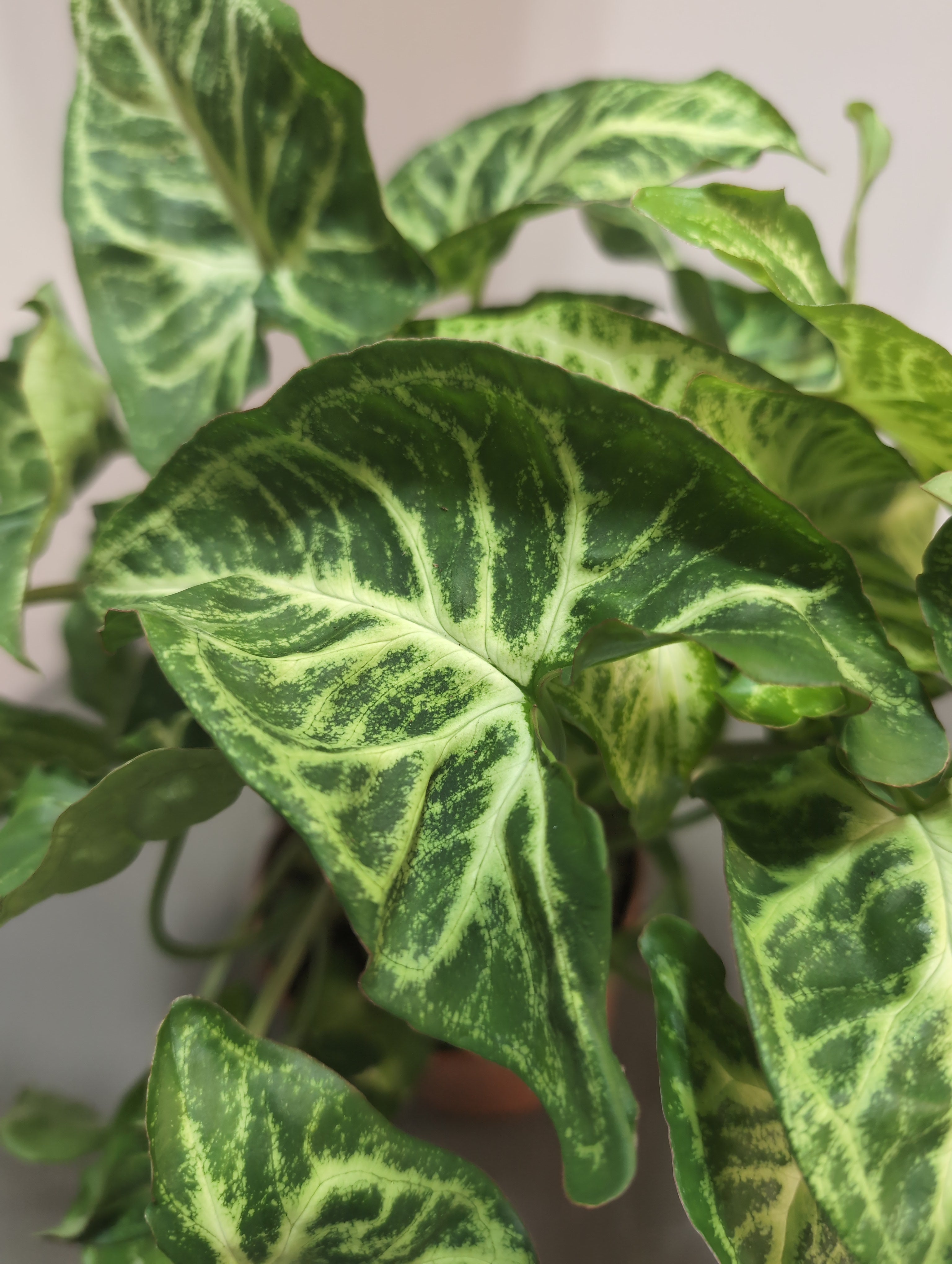 Arrowhead Plant | Syngonium podophyllum 'Arrow'