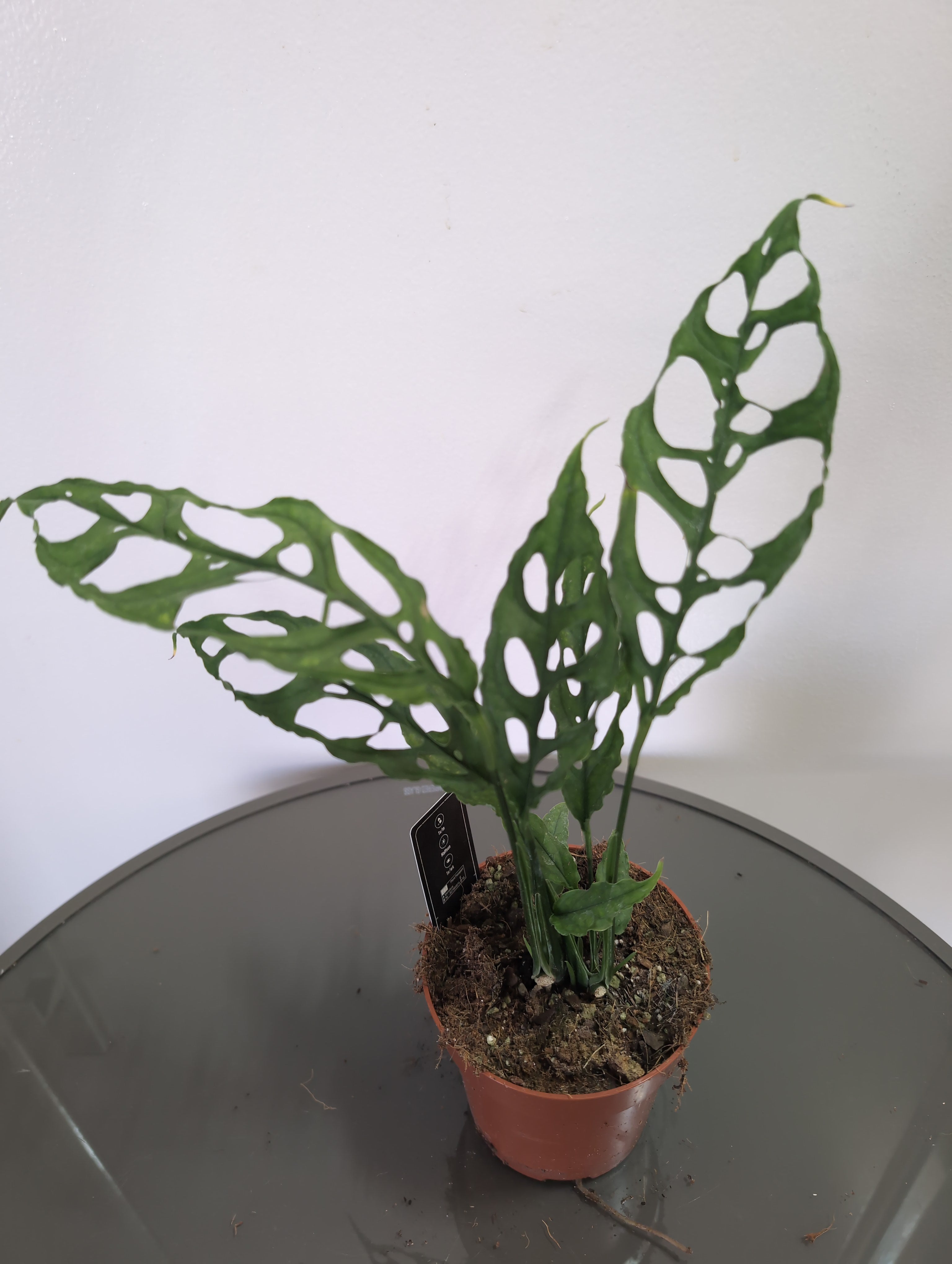 Monstera | Peru