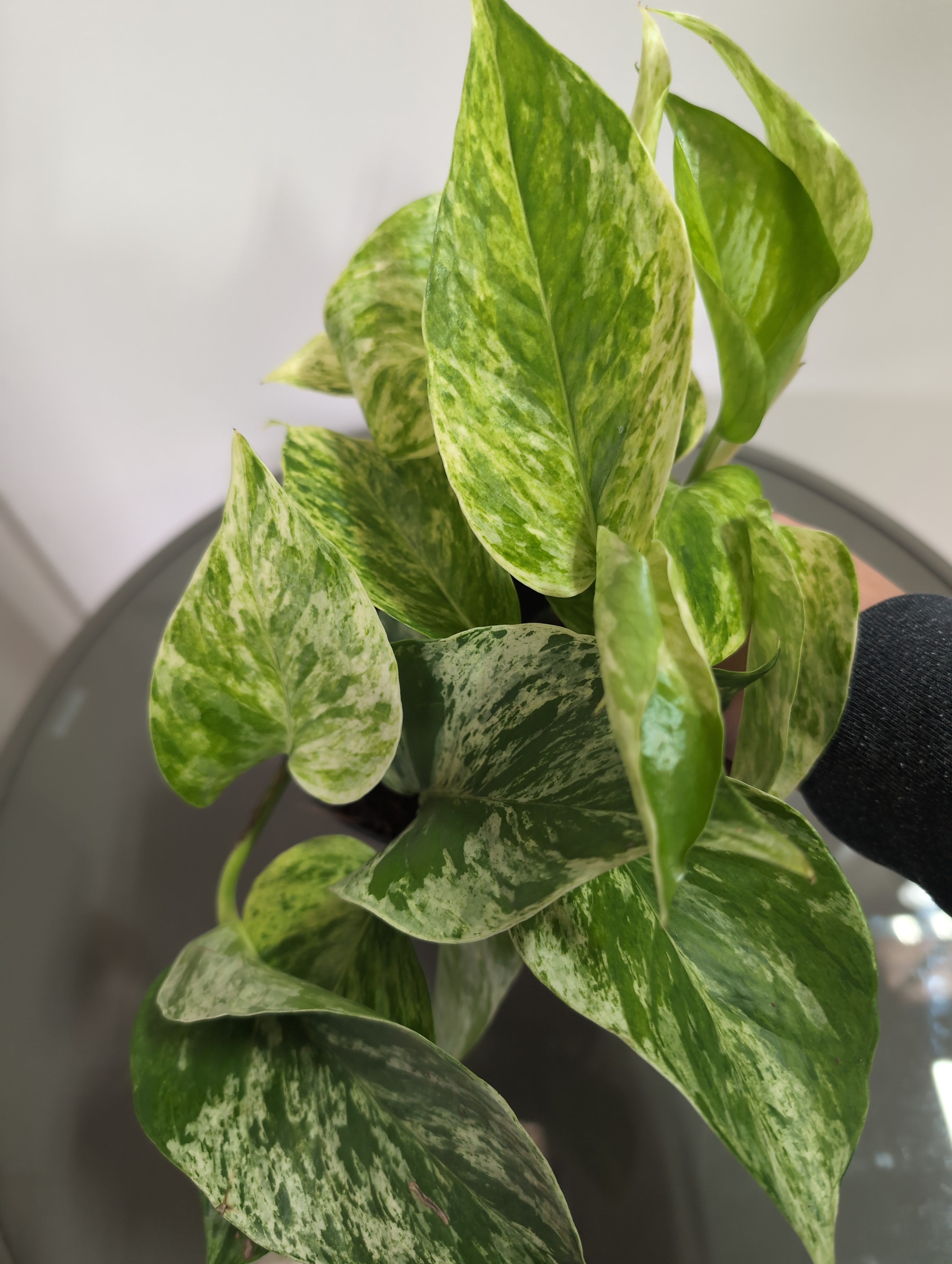 Epipremnum Marble Queen | Marble Queen Pothos