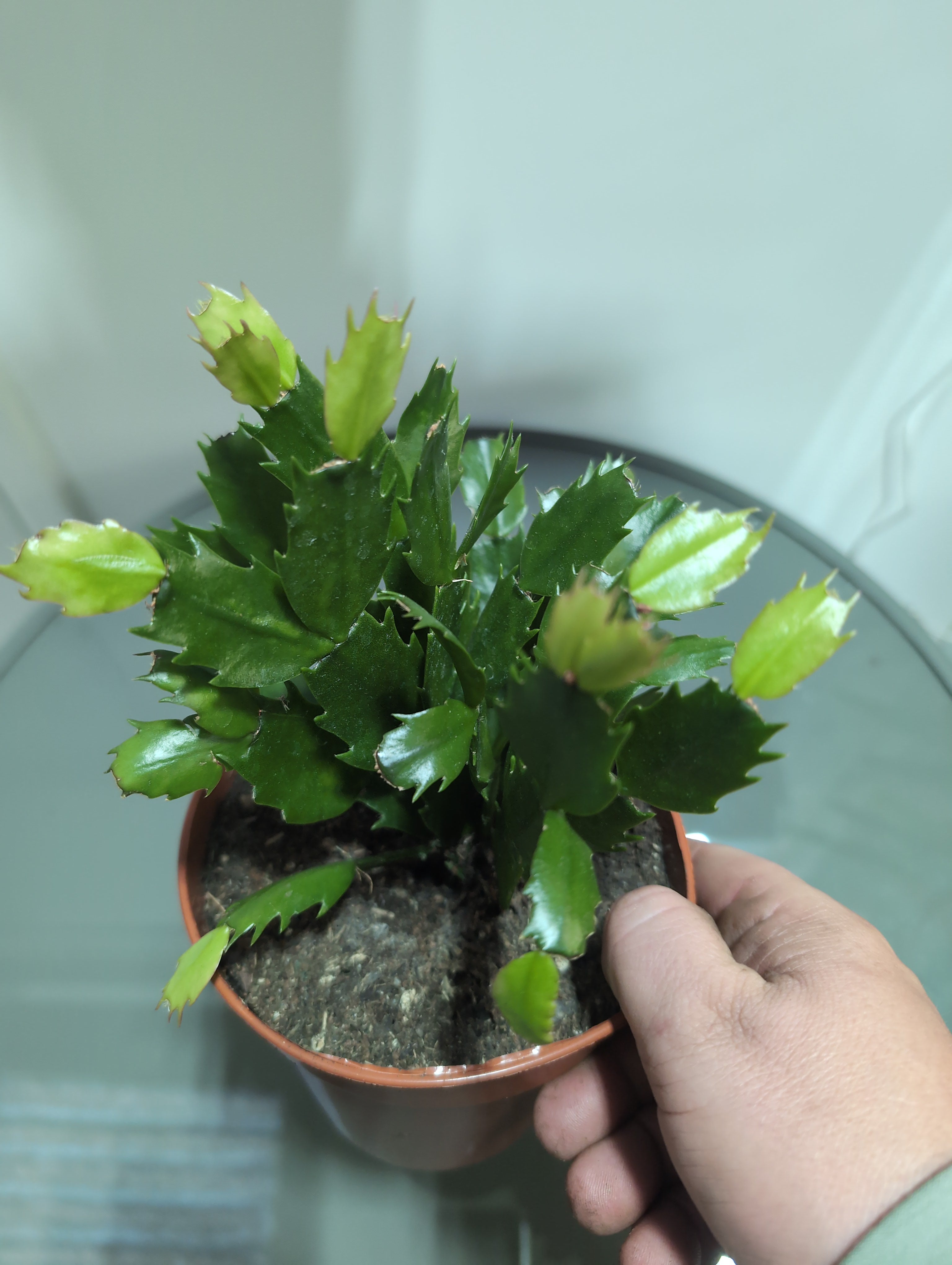 Christmas Cactus | Schlumbergera