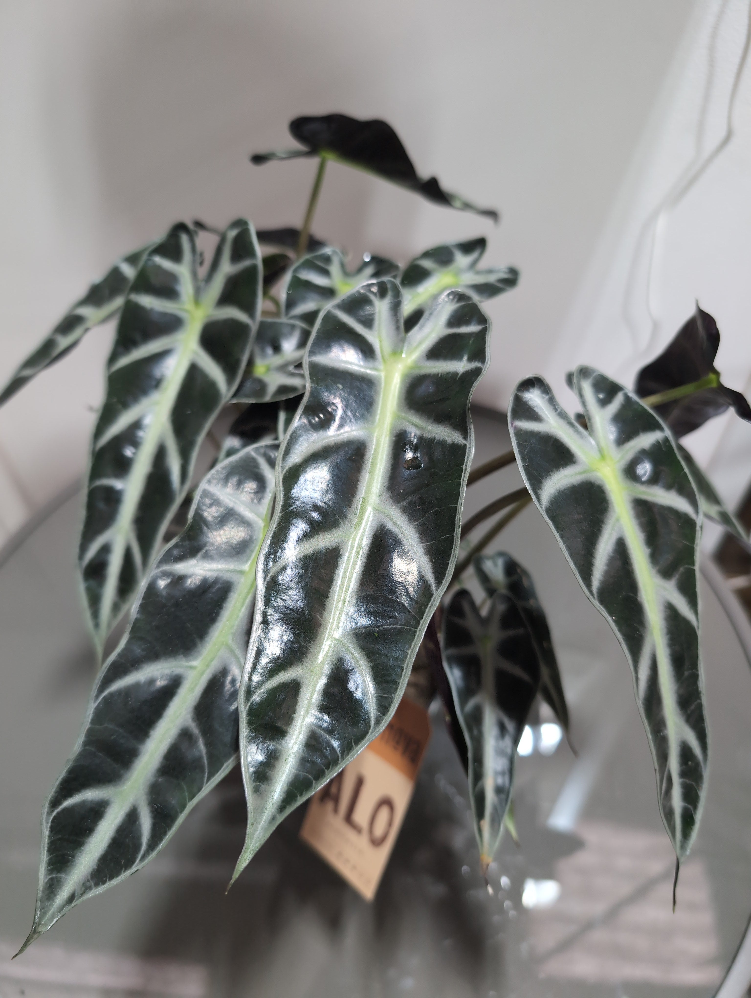 Alocasia | Polly | African Mask Plant | 16cm
