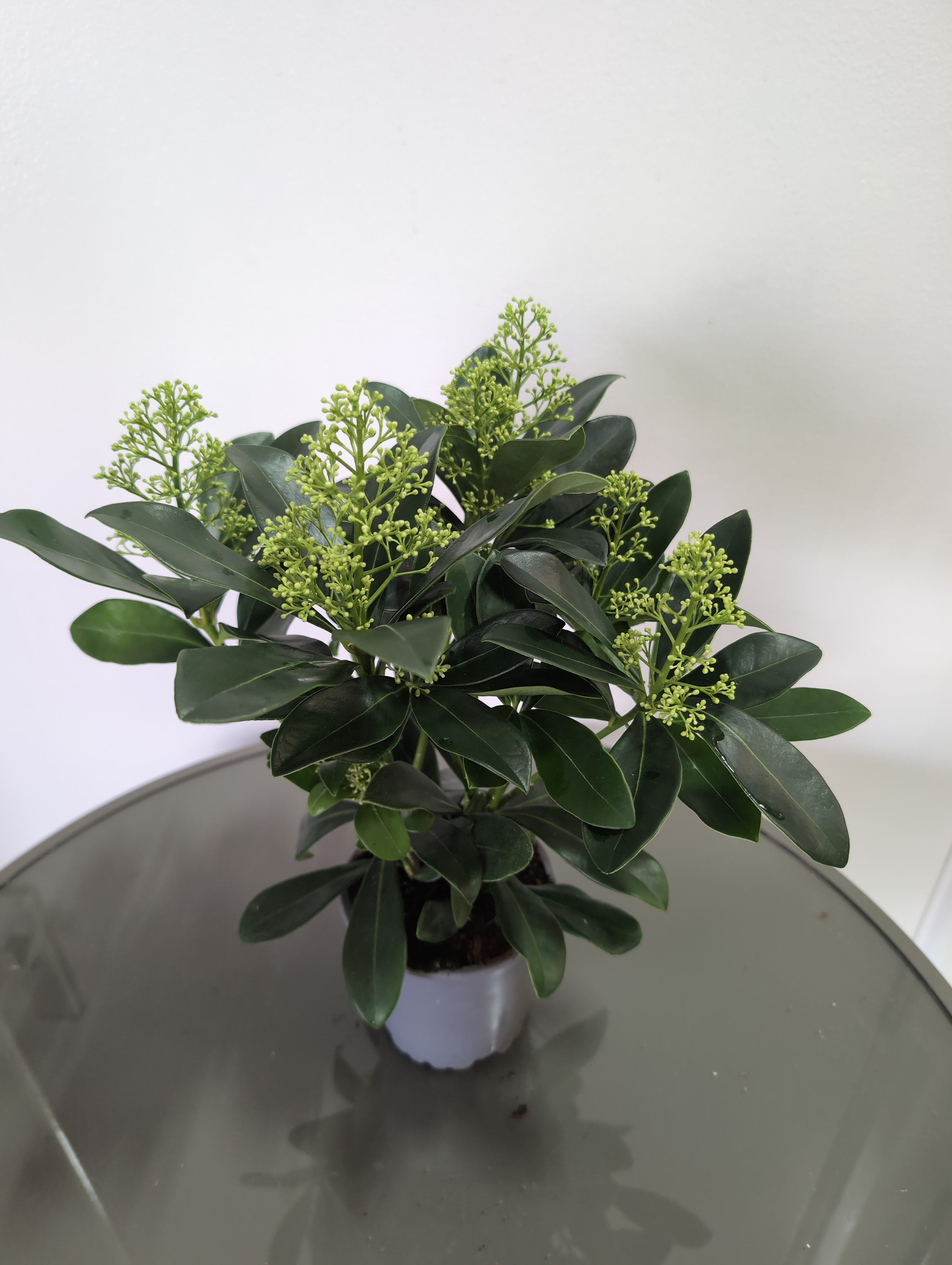 Skimmia Japonica | Finchy