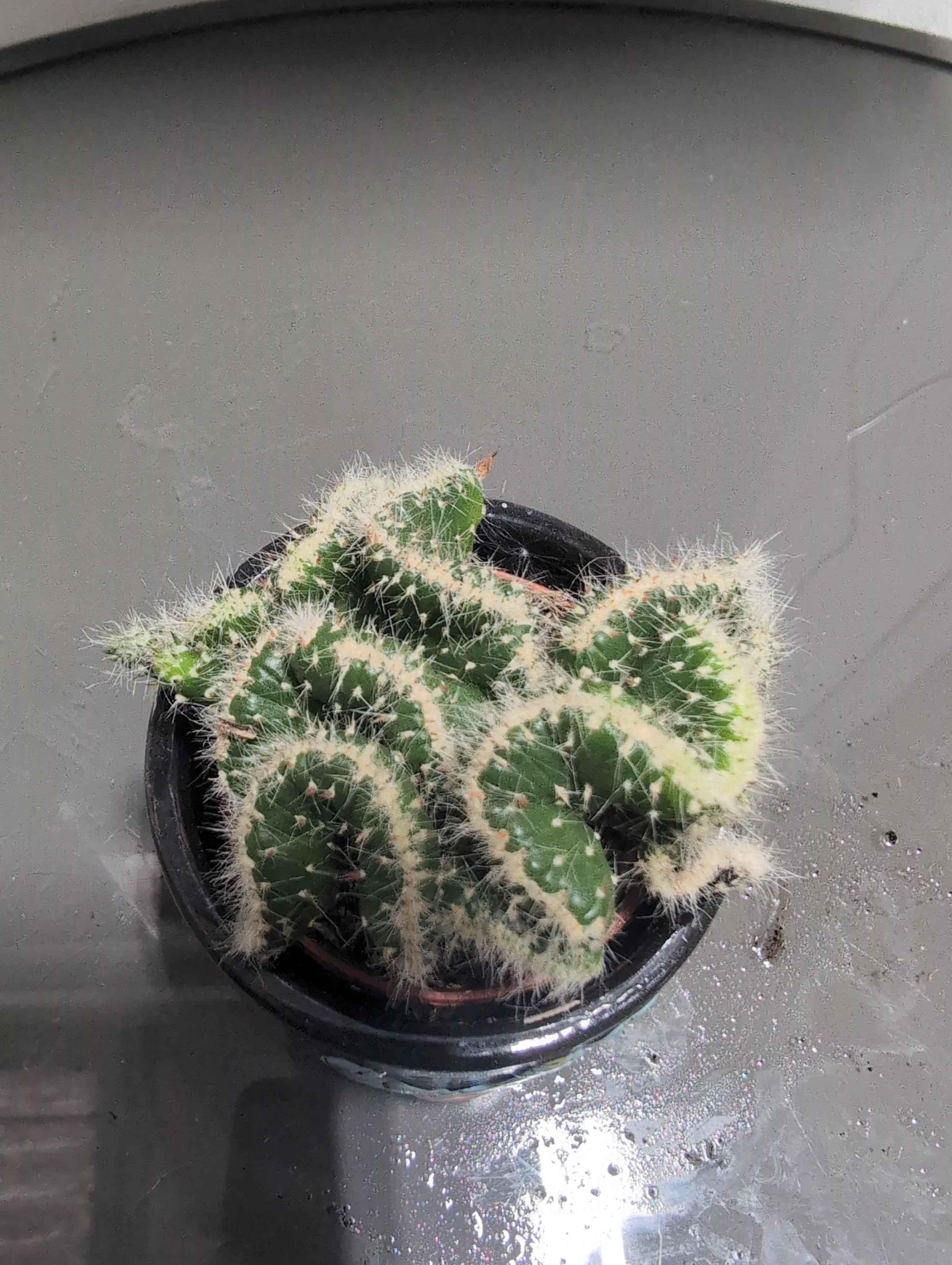 Opuntia Cactus | Opuntia microdasys In Pot |