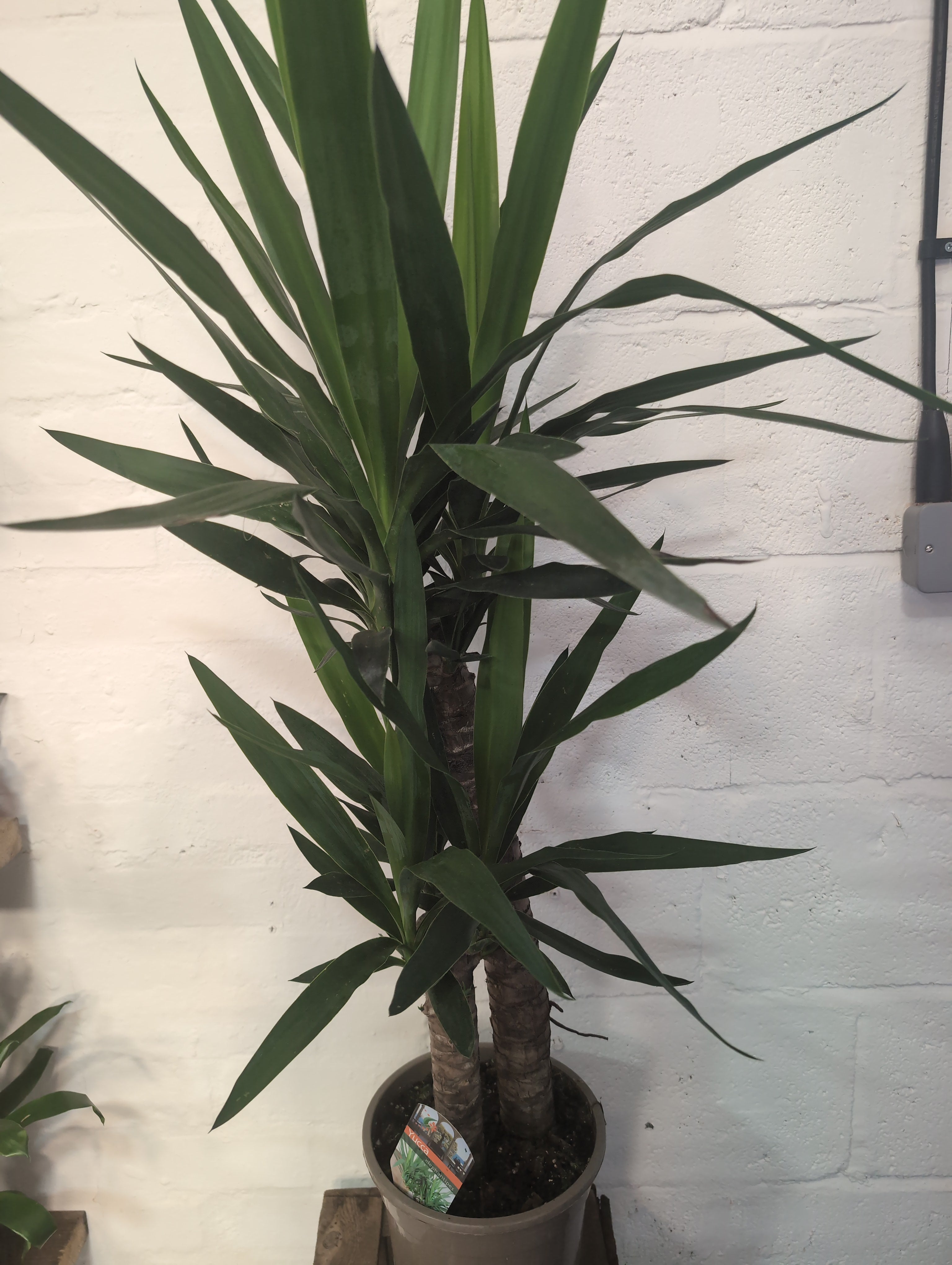 Yucca elephantipes | Spineless Yucca