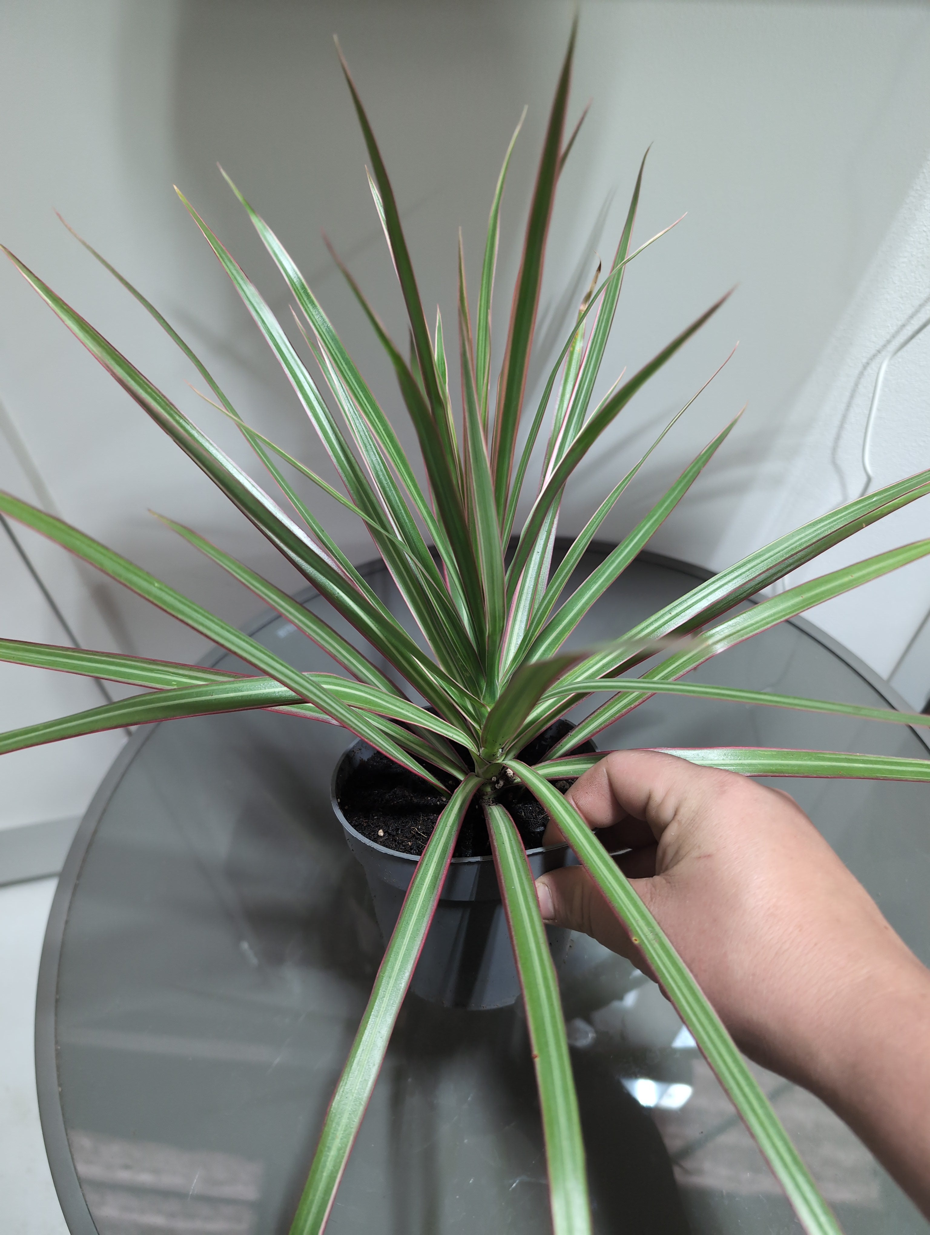 Dracaena Marginata | mixed