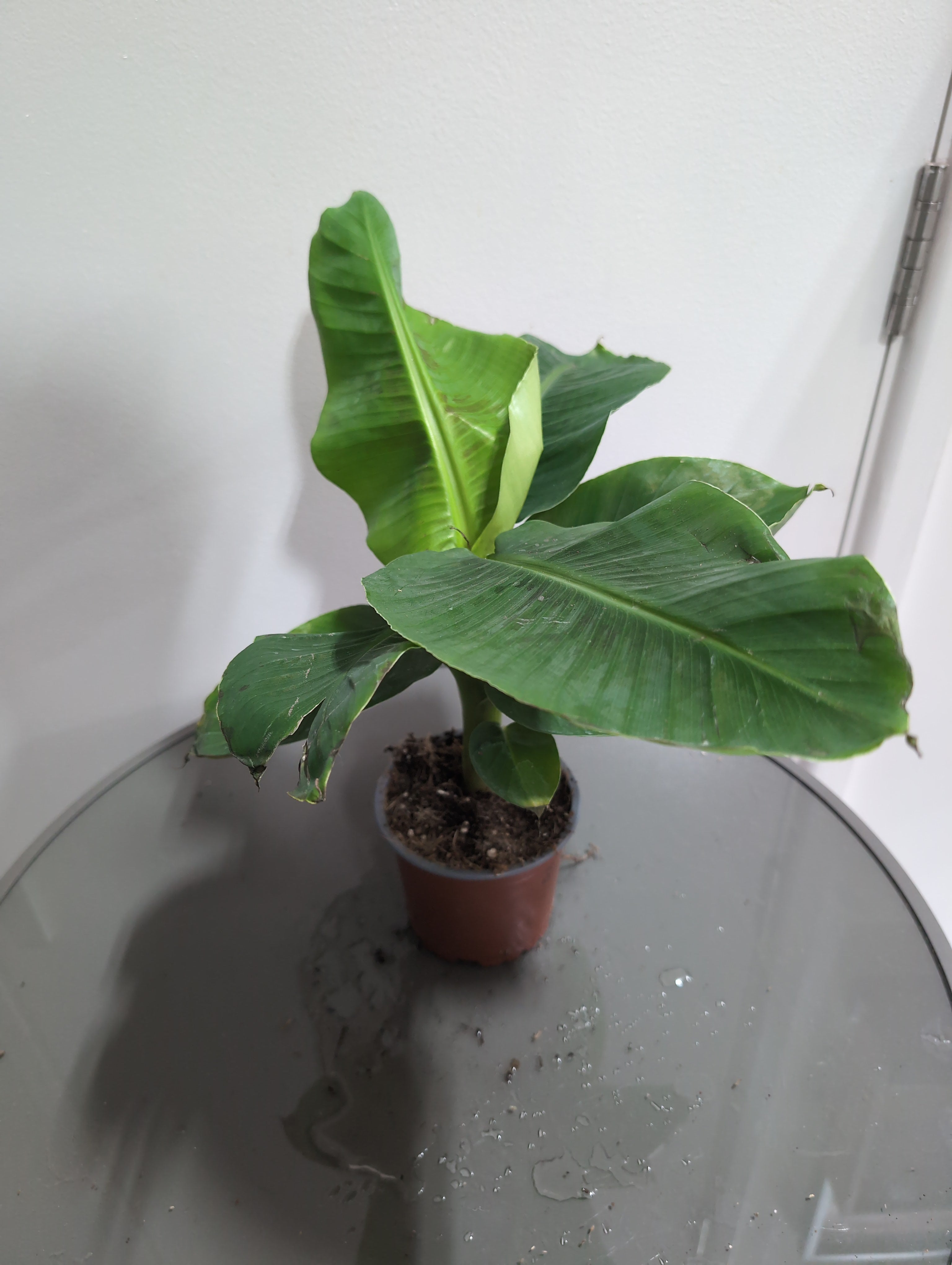 Banana Plant | Musa | Tropicana