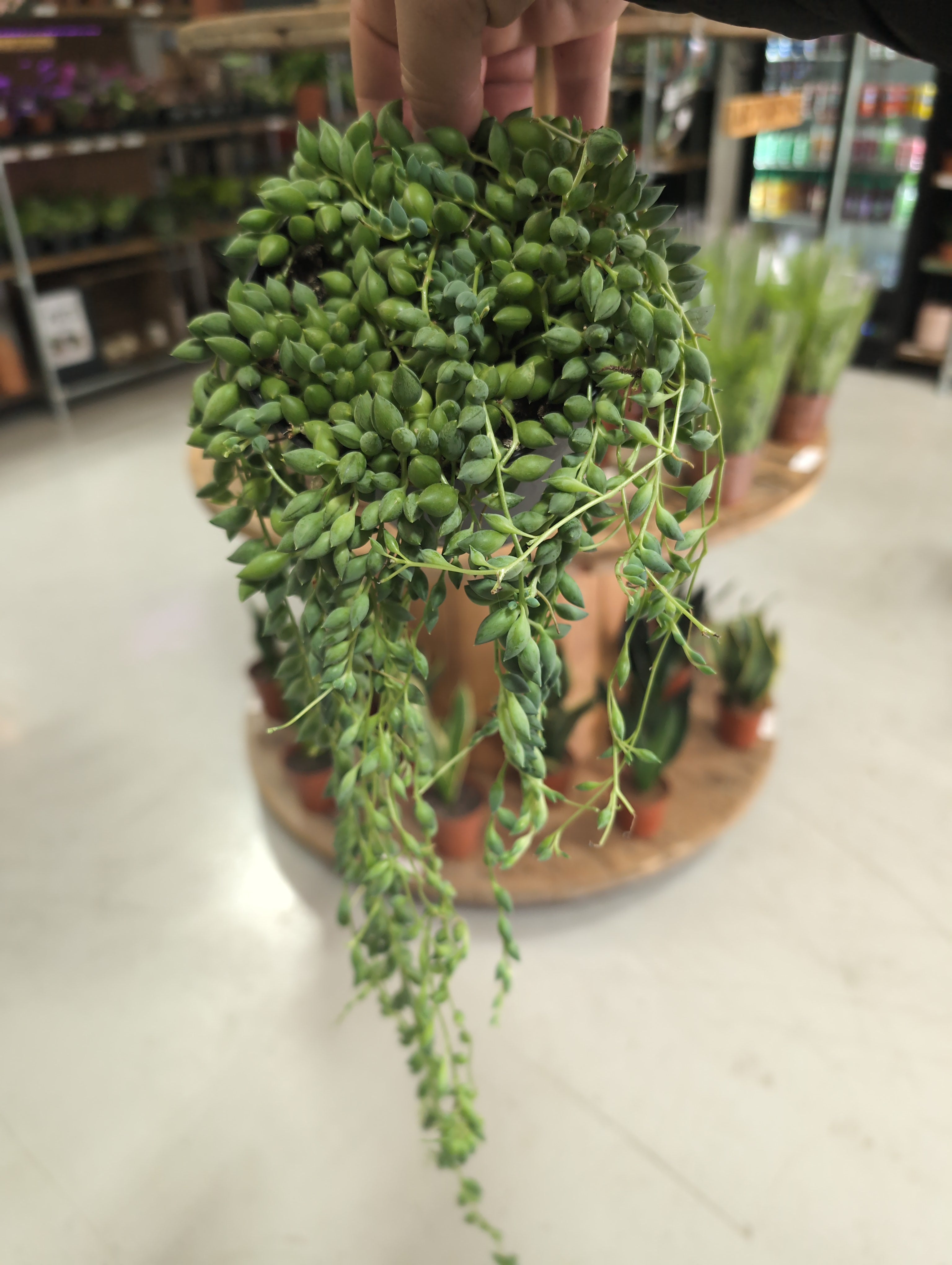 String of Pearls | Senecio Rowleyanus