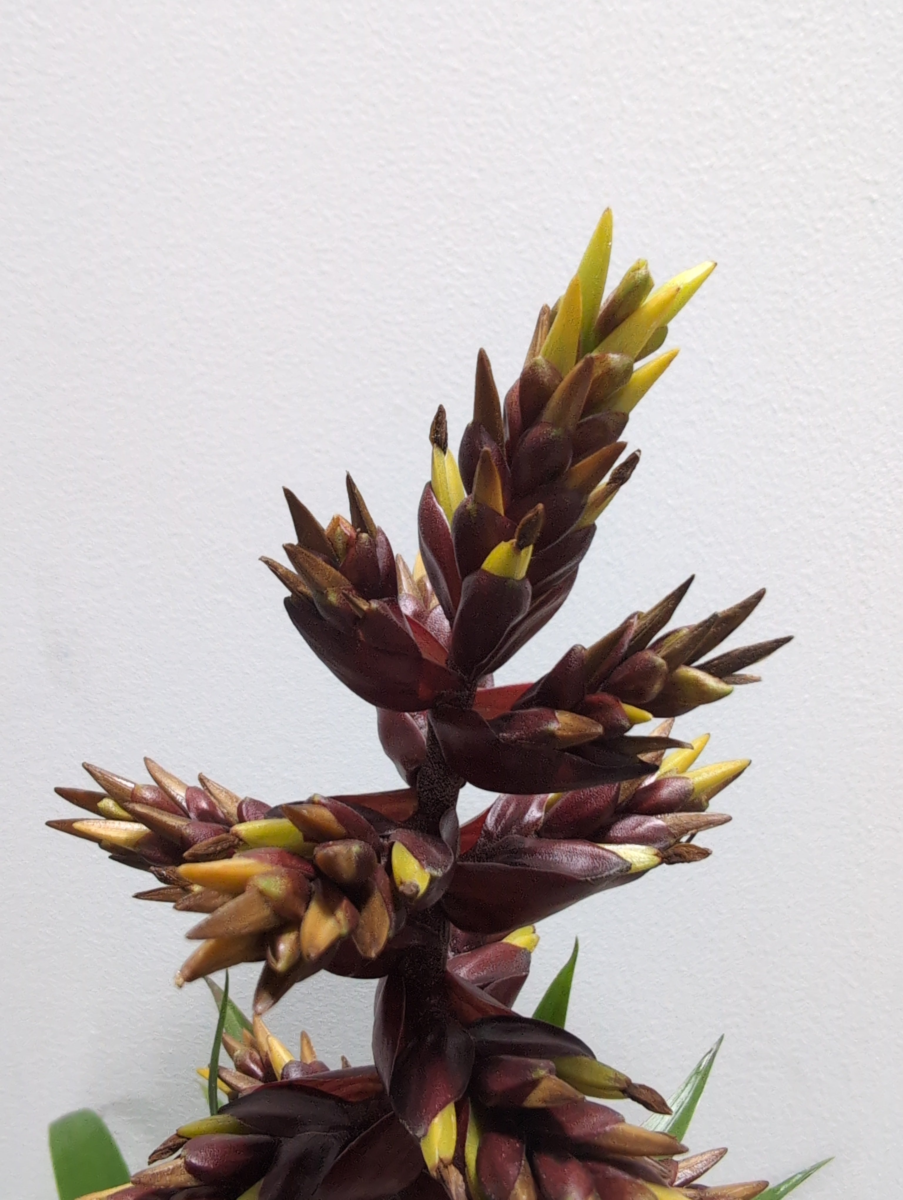 Guzmania - ‘Choco'