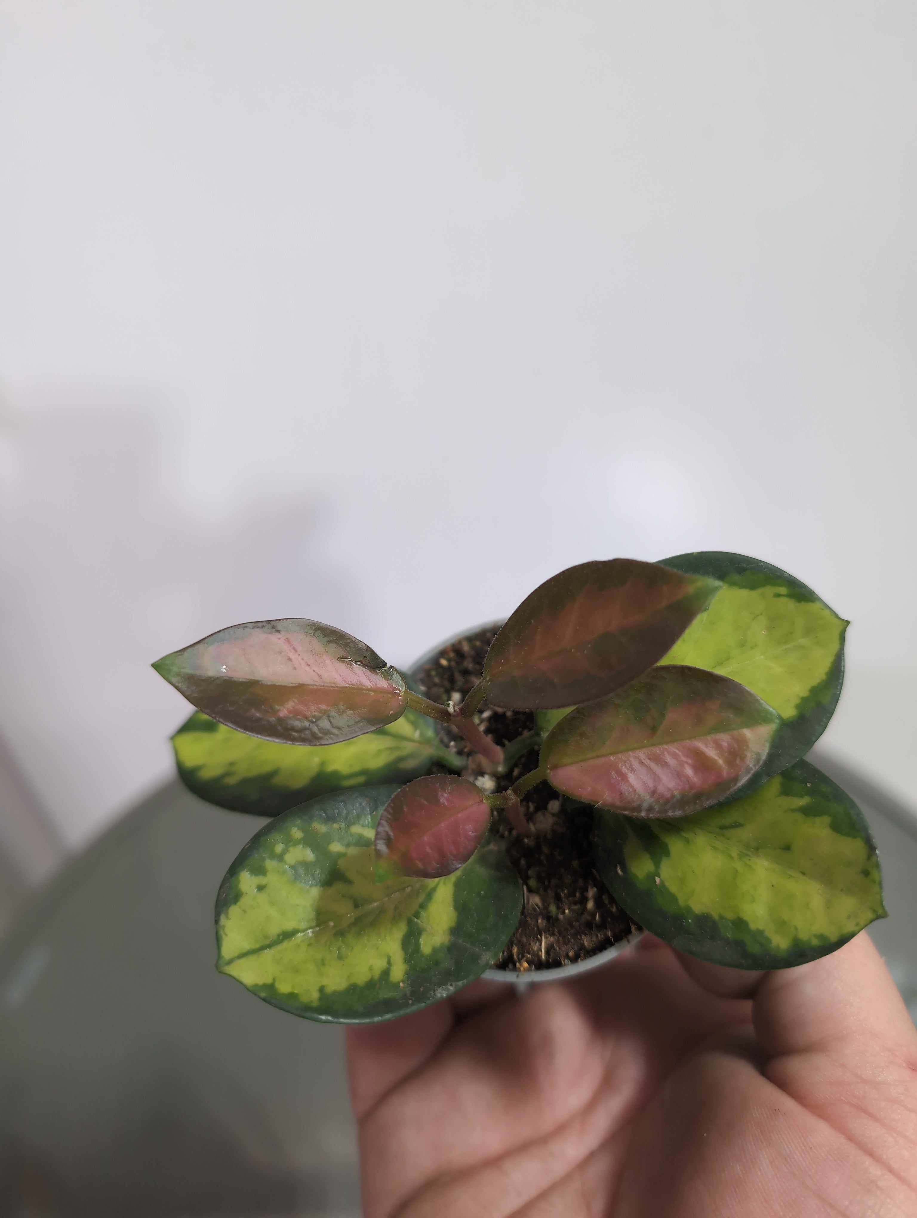 Hoya | Variegated Wax Plant | Hoya Australis | Lisa