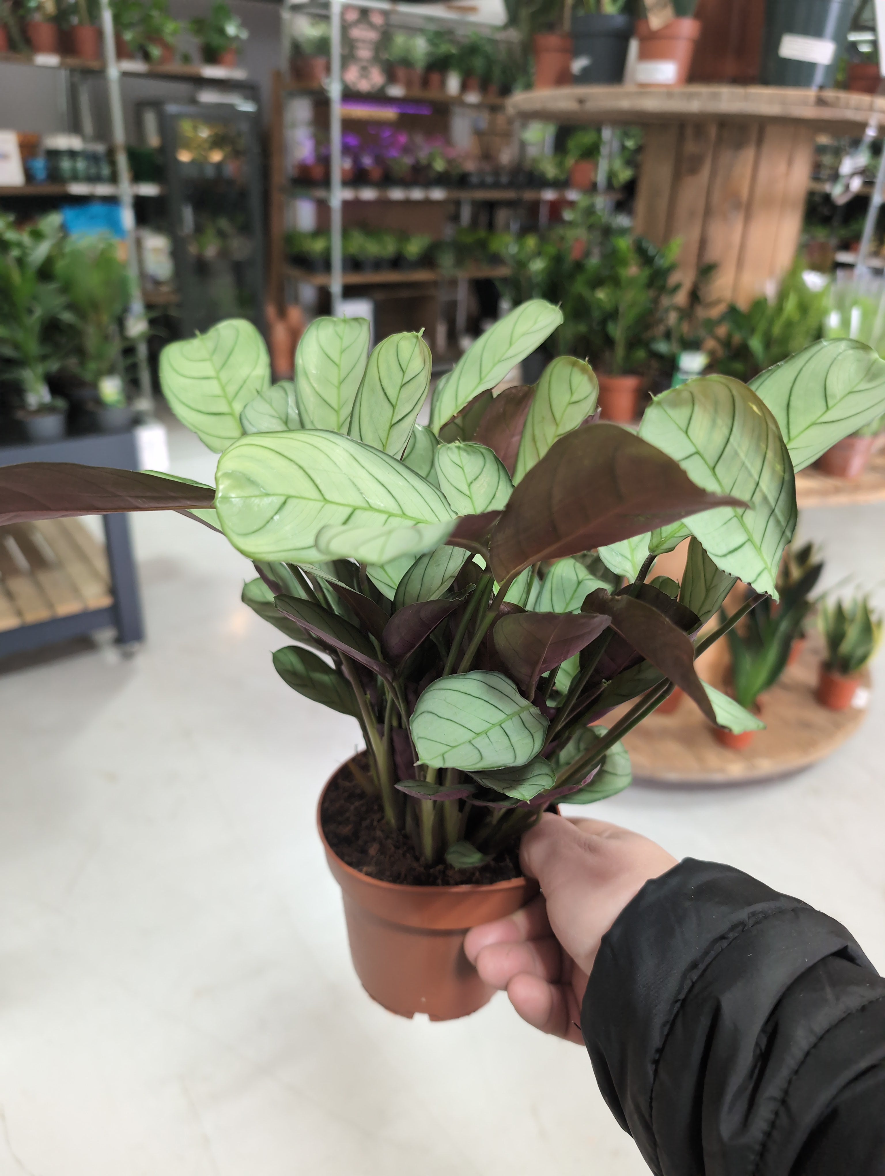 Fishbone Prayer Plant  | Ctenanthe Amagris