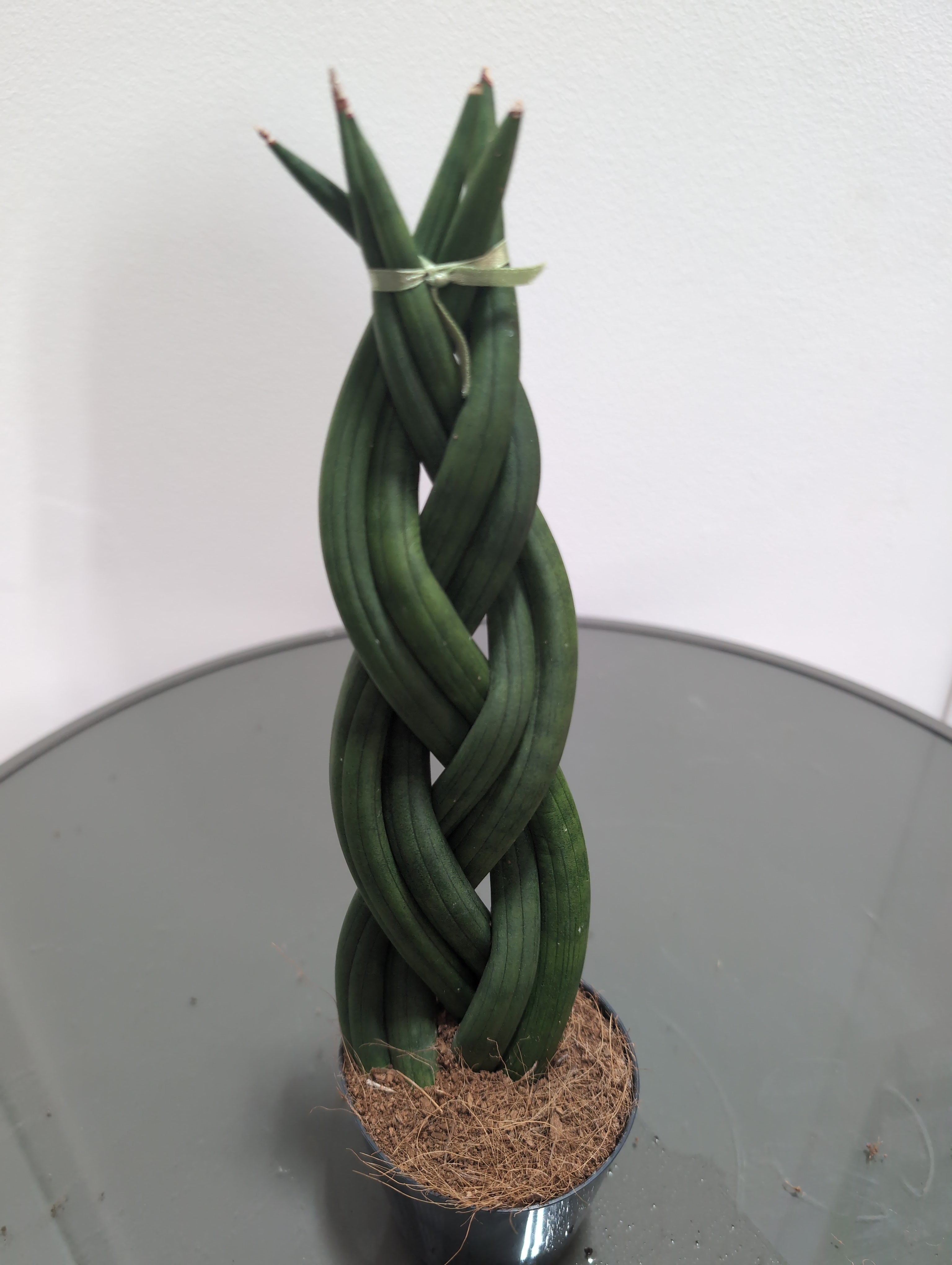 Sansevieria cylindrica | Braided Snake Plant