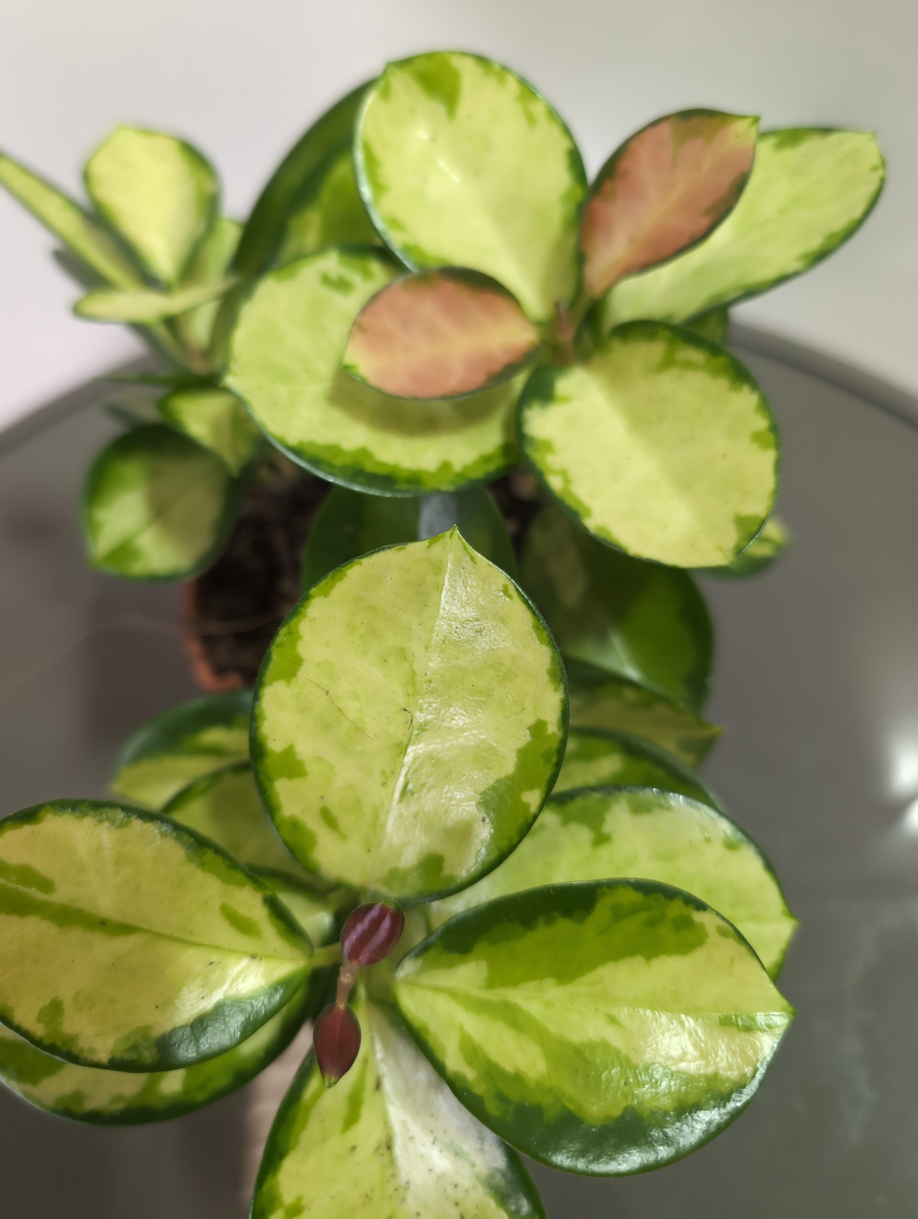 Hoya | Variegated Wax Plant | Hoya Australis | Lisa