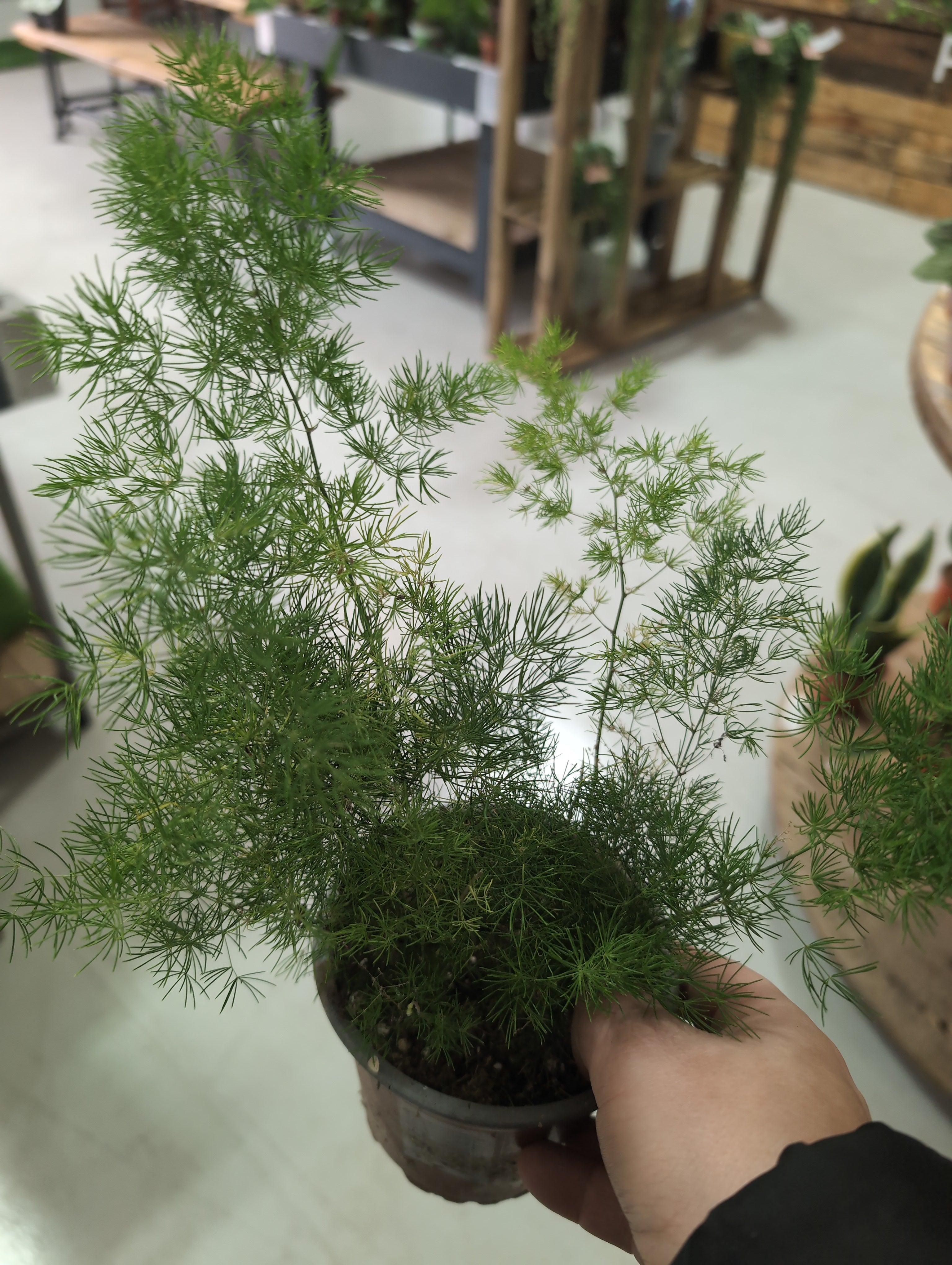 Umbrella Asparagus Fern | Asparagus umbellatus