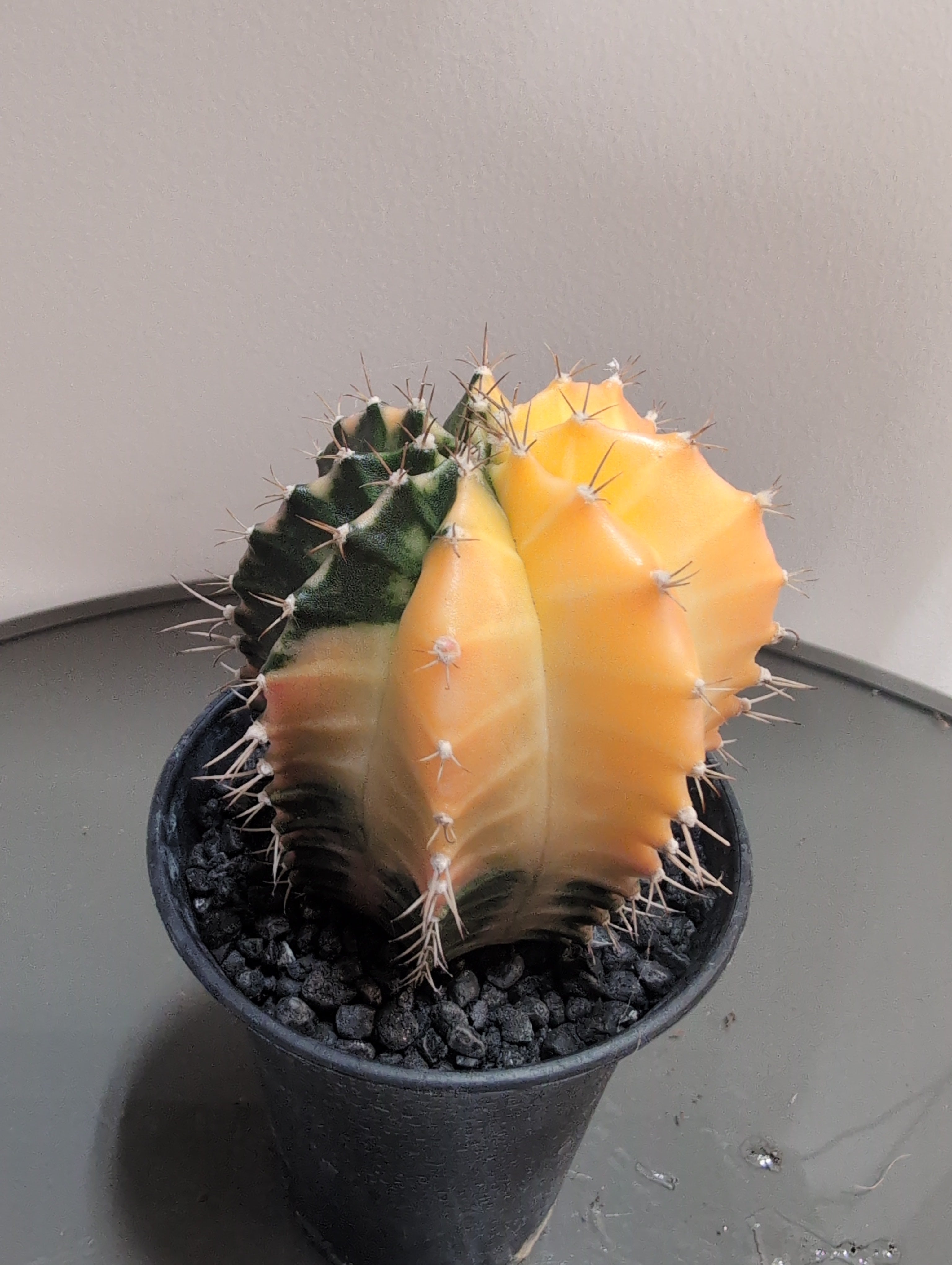 Variegated Chin Cactus | Gymnocalycium