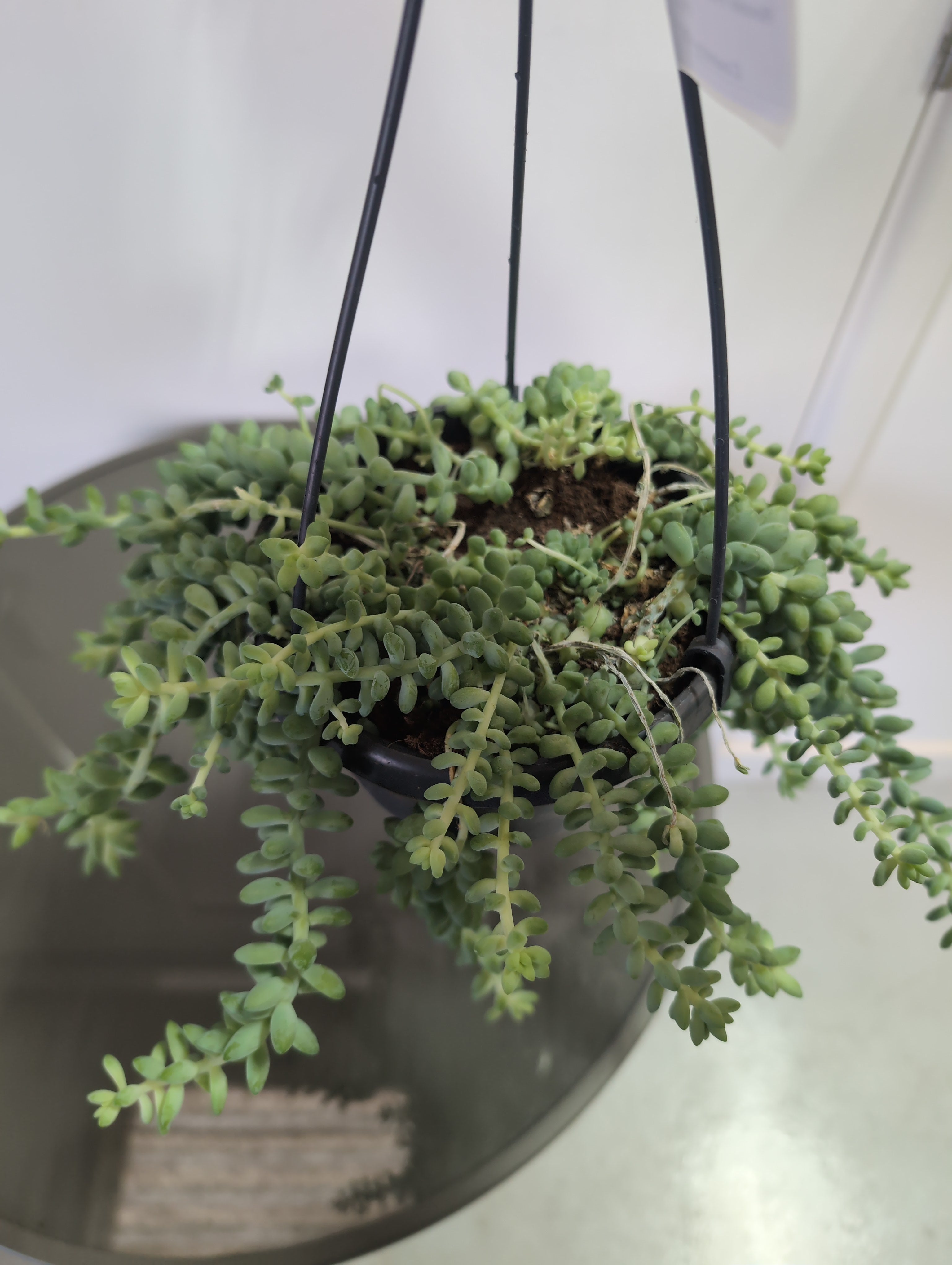 Sedum | Burrito | Burro’s Tail | Hanging Plant