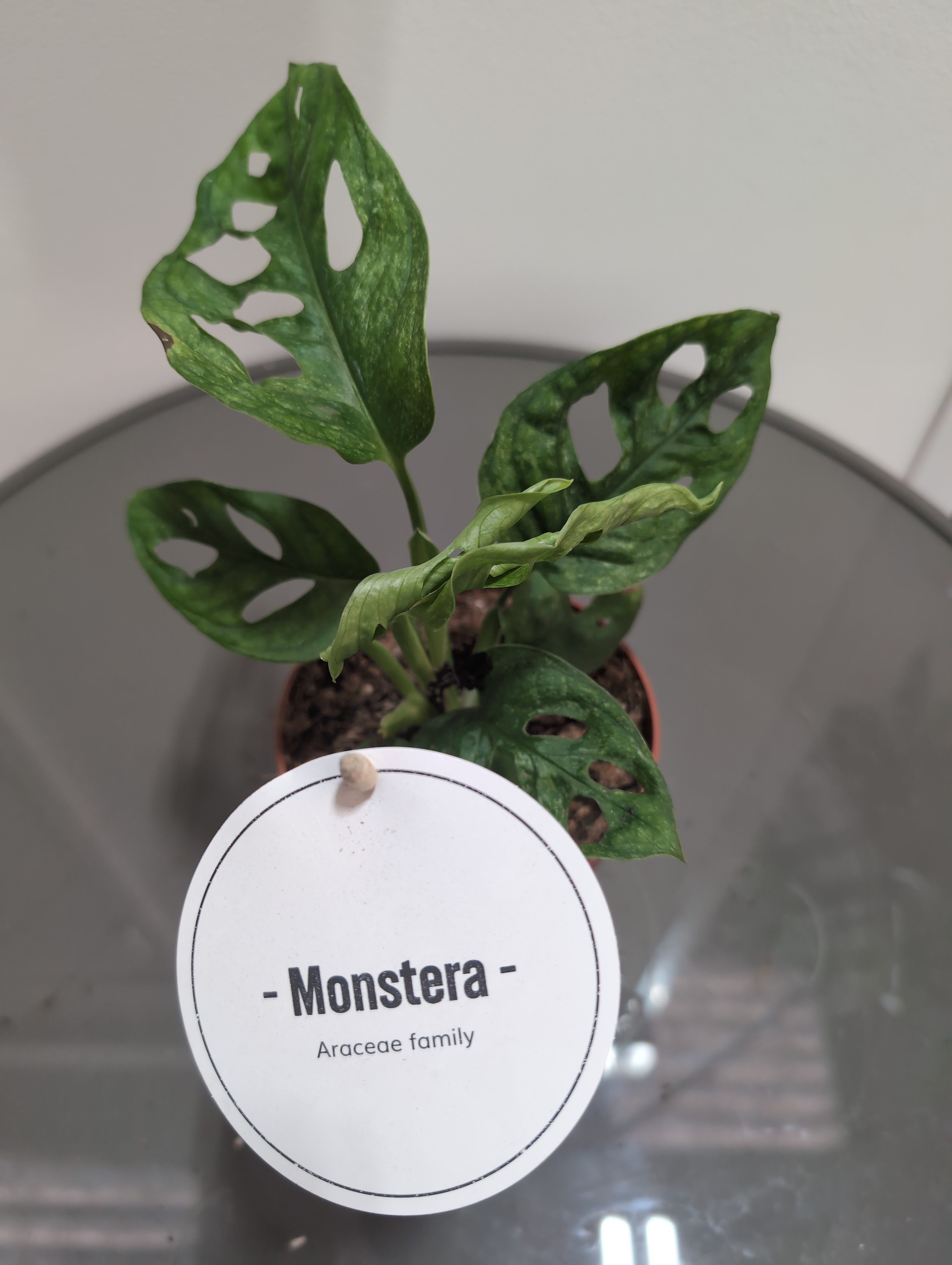 Monstera adansonii ‘Mottled Mint Variegated’ Variegated Monkey Leaf