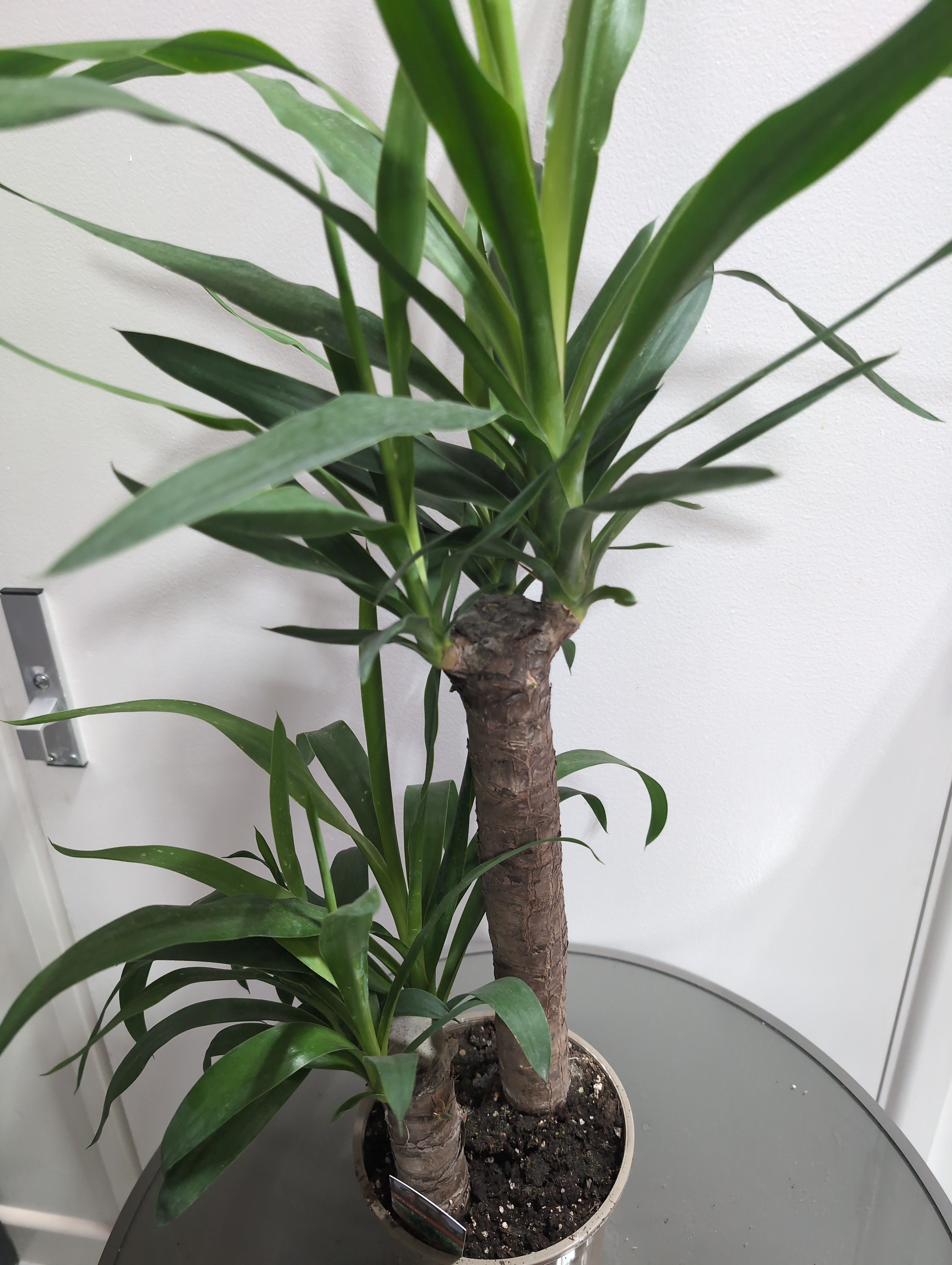 Yucca elephantipes | Yucca