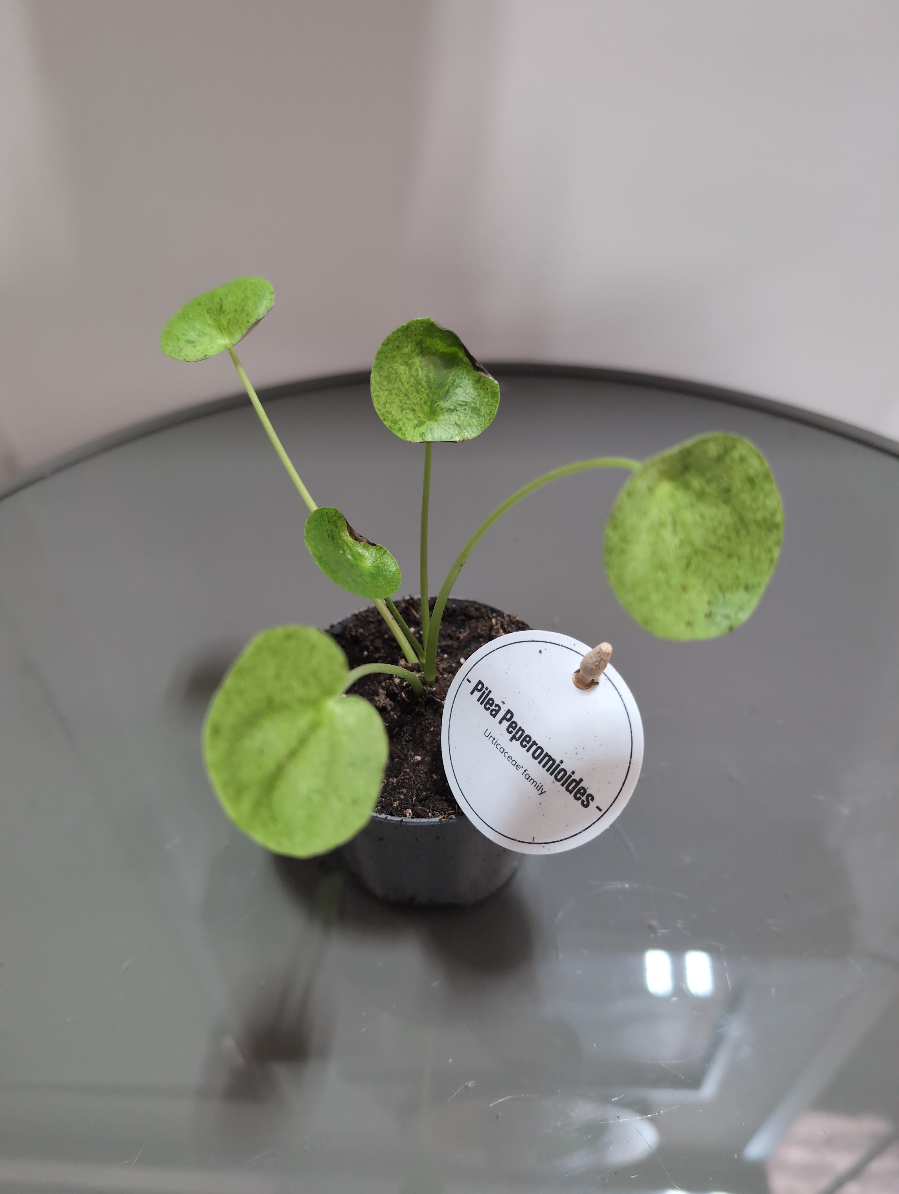 Chinese Money Plant | Mojito | Pilea peperomioides