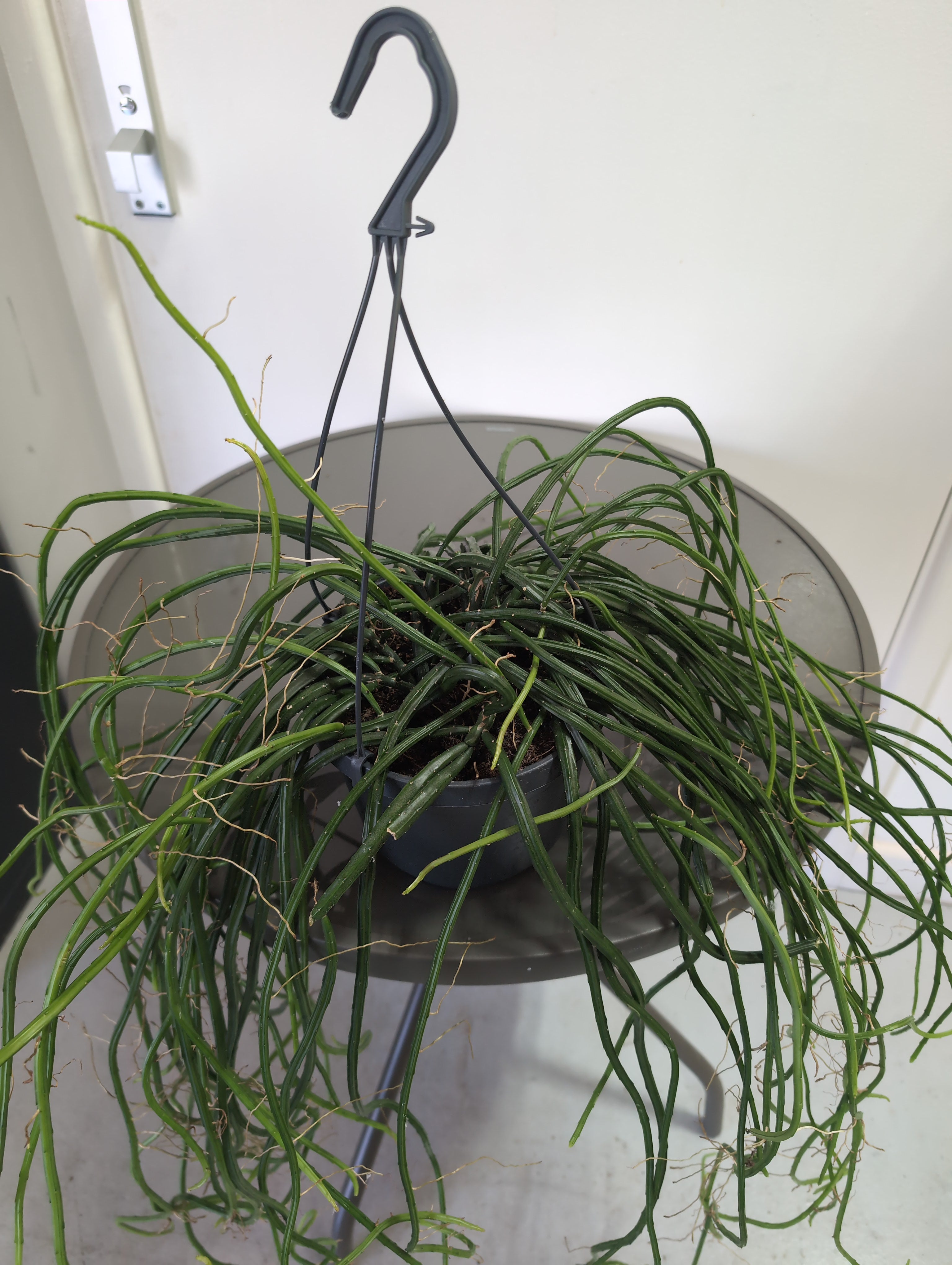 Werckle’s Moonlight Cactus | Selenicereus Wercklei | Hanging Pot