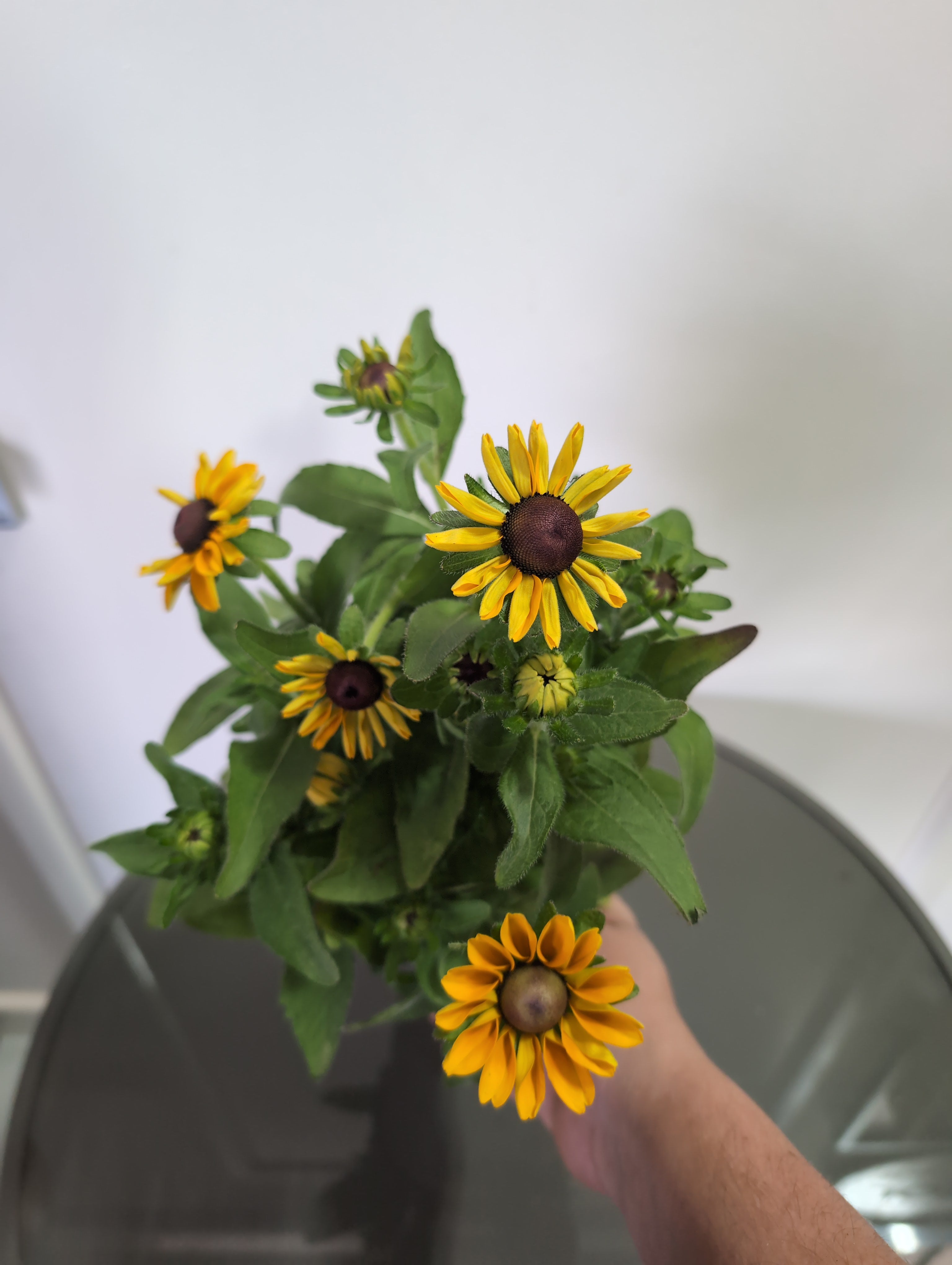 Rudbeckia | Tiger Eye Gold