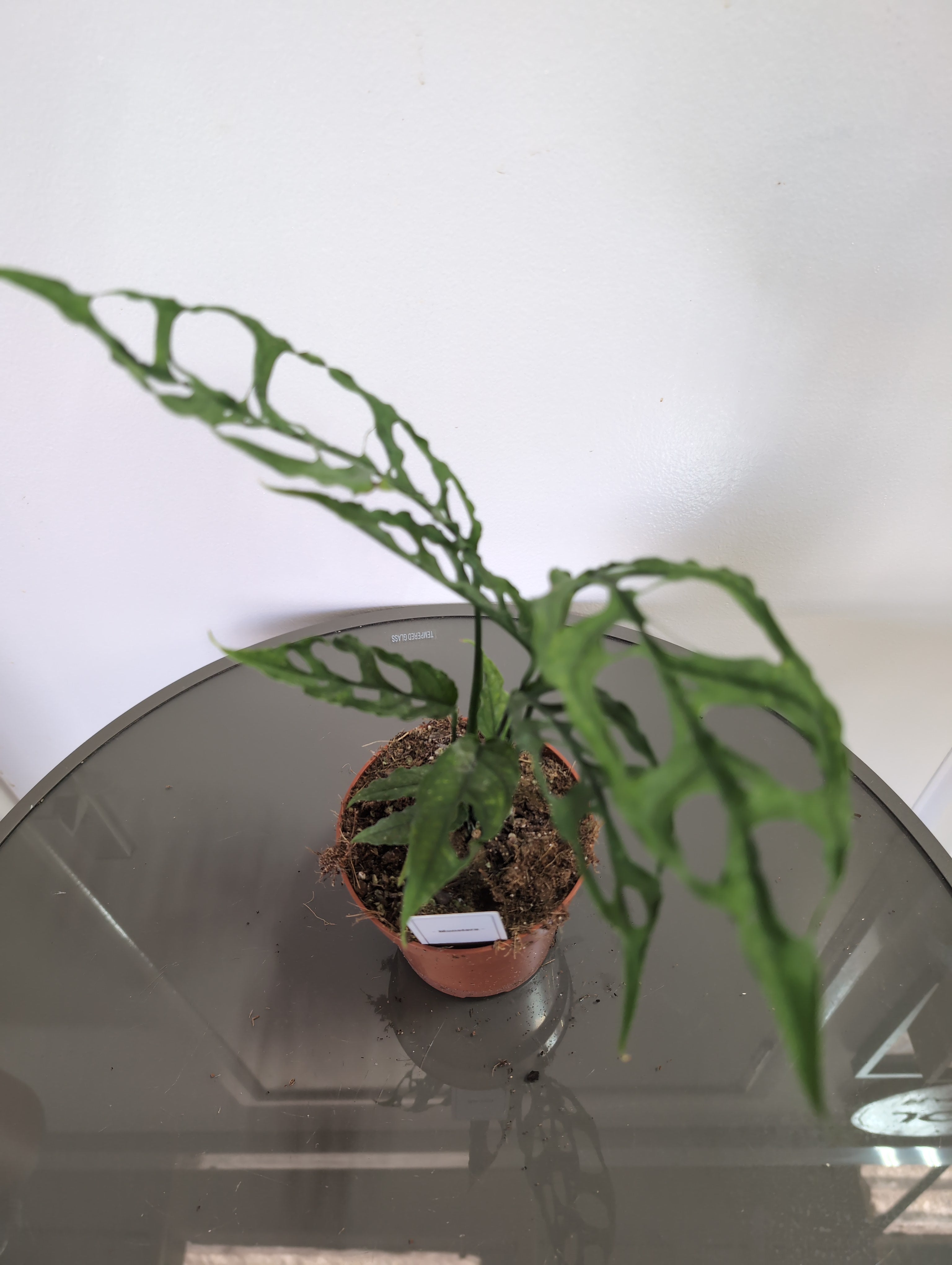 Monstera | Peru