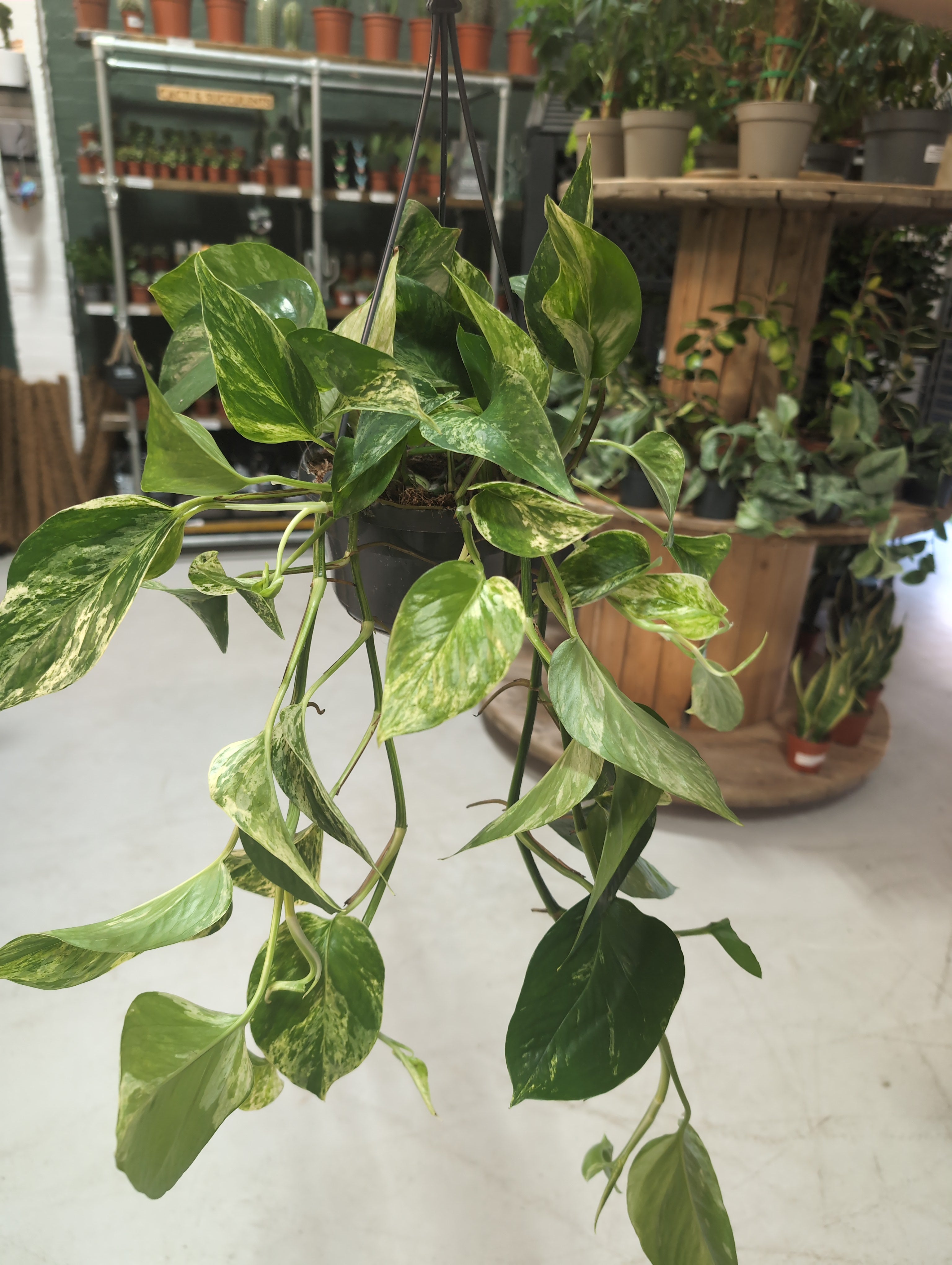 Epipremnum Marble Queen | Marble Pothos