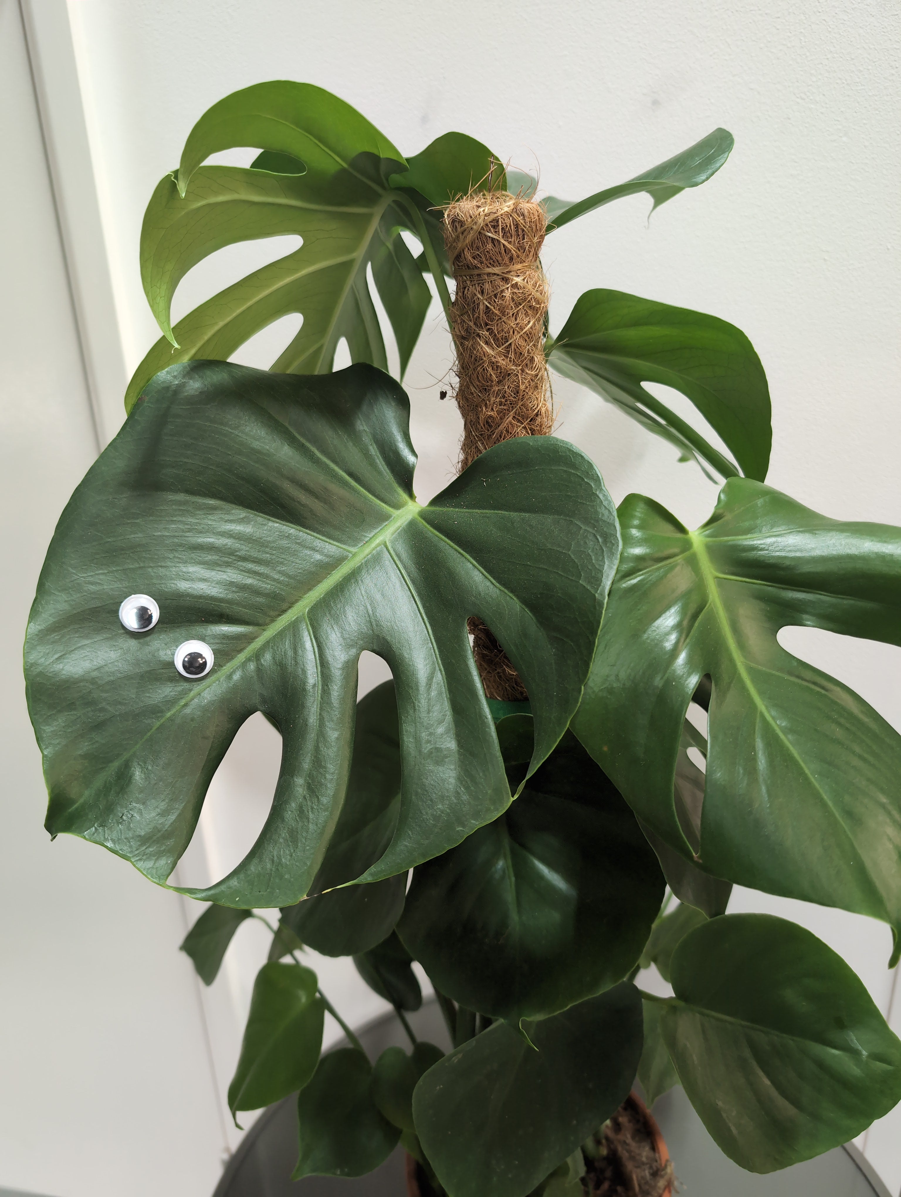 Monstera Deliciosa on a Moss Pole