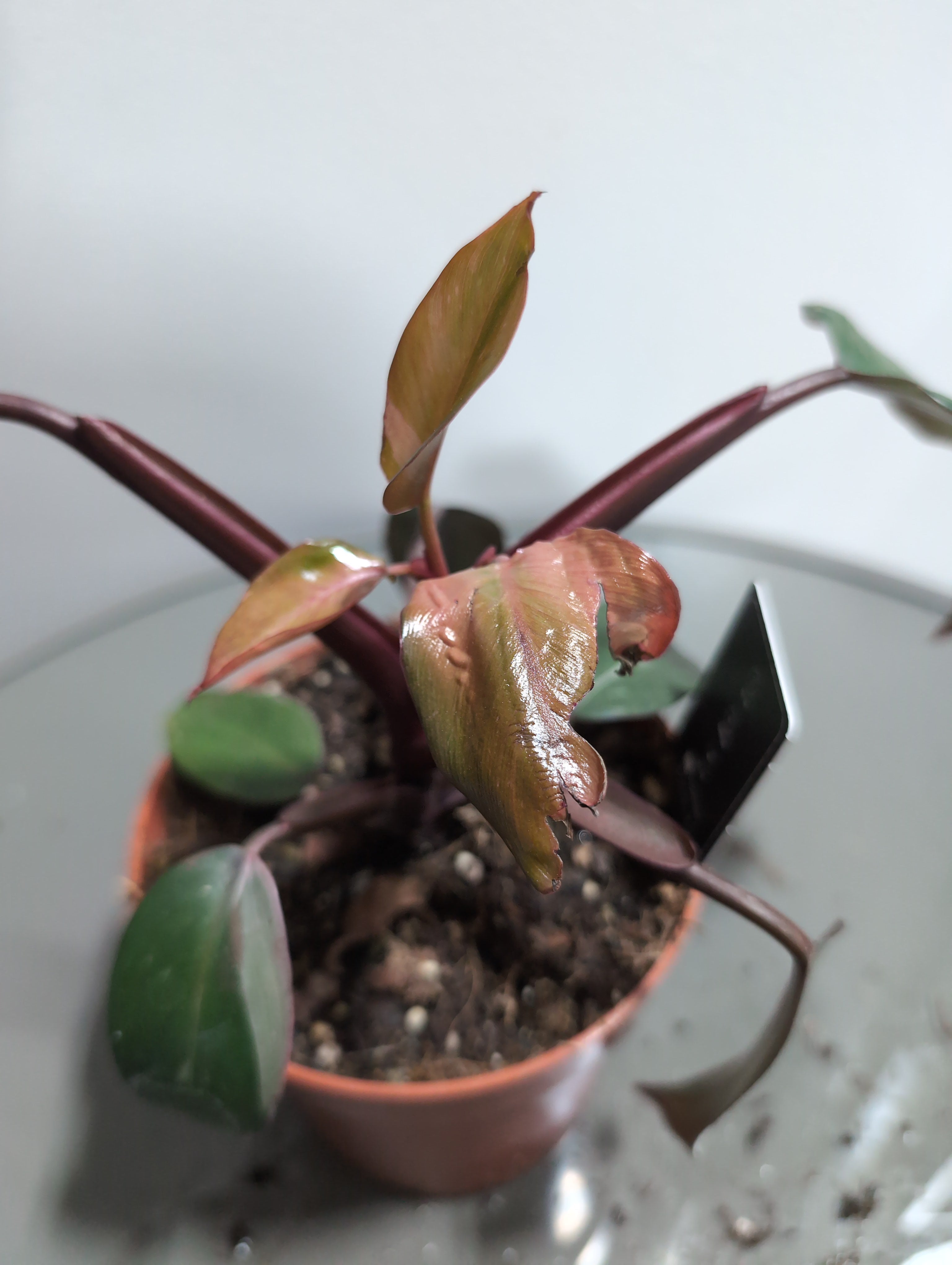 Philodendron | Pink Princess