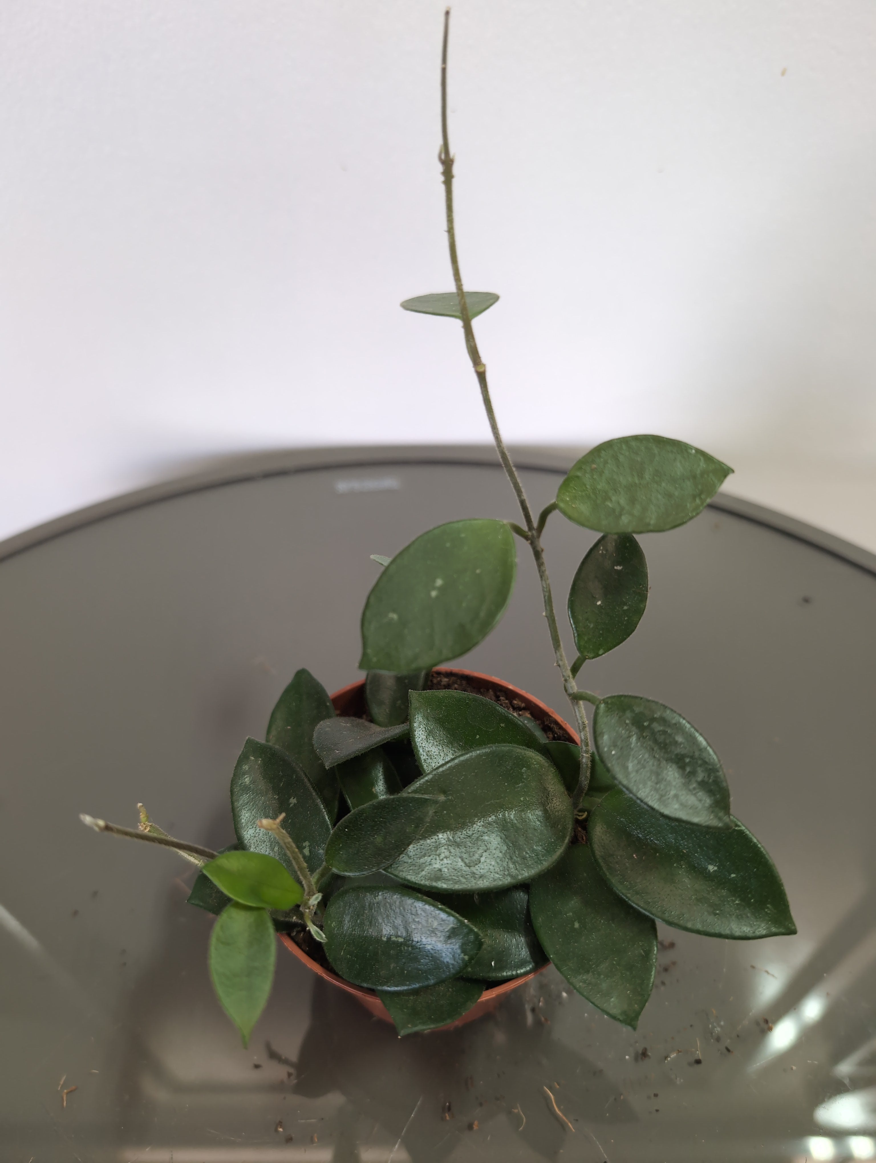 Hoya Carnosa | Wax Plant