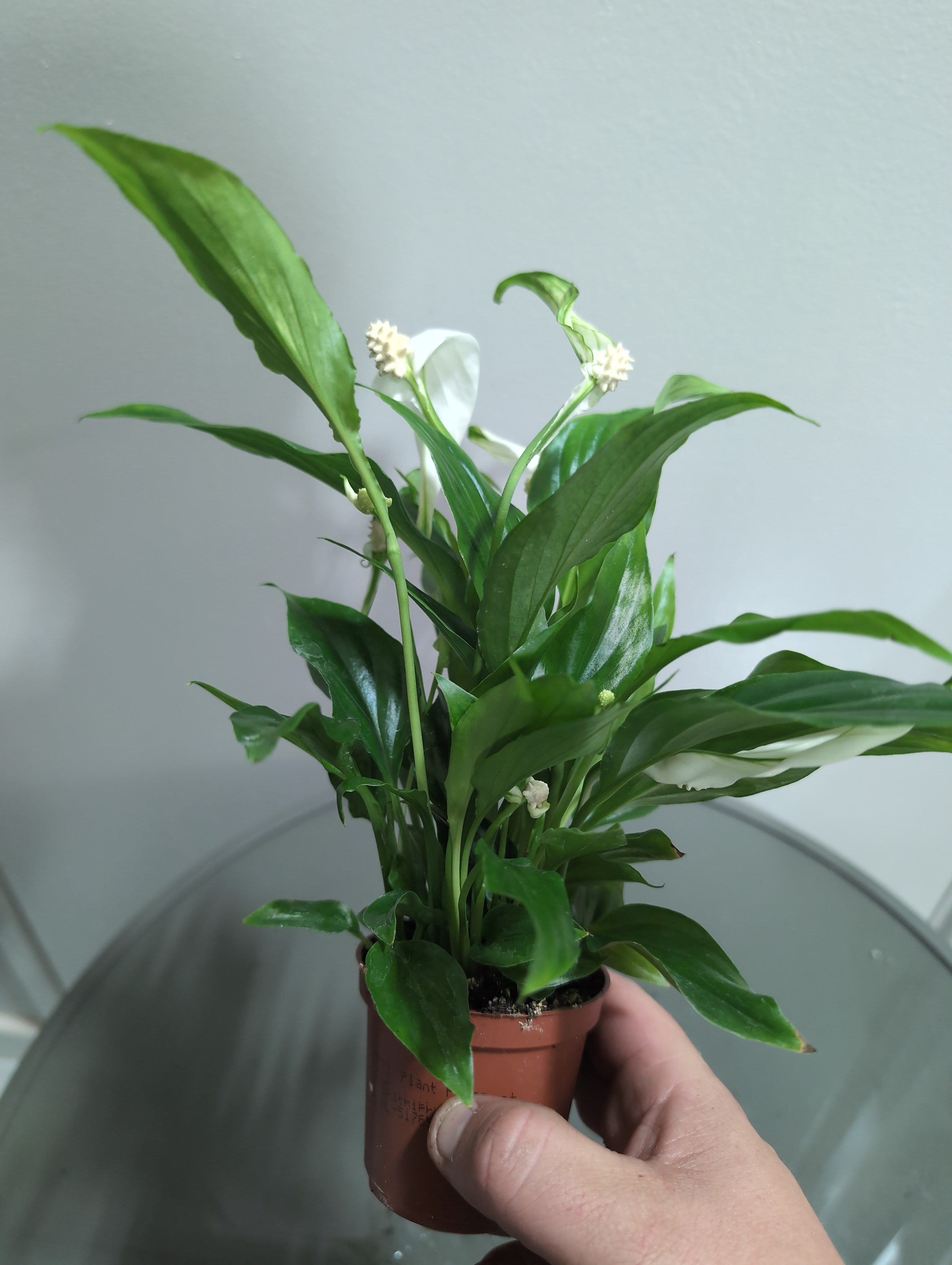 Peace Lily | Pearl Cupido | Spathiphyllum