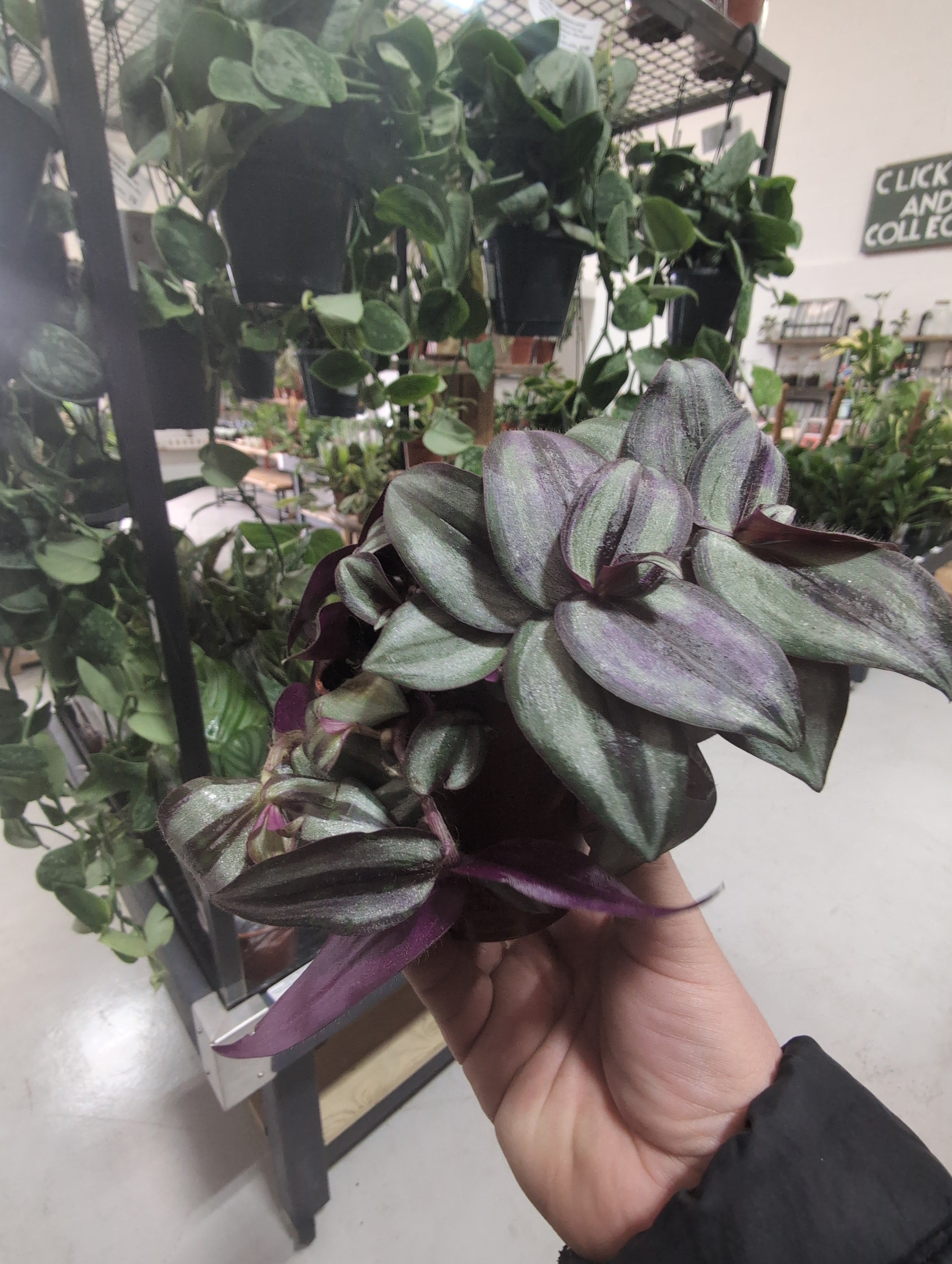 Tradescantia Zebrina | Tradescantia Compacta (9cm)