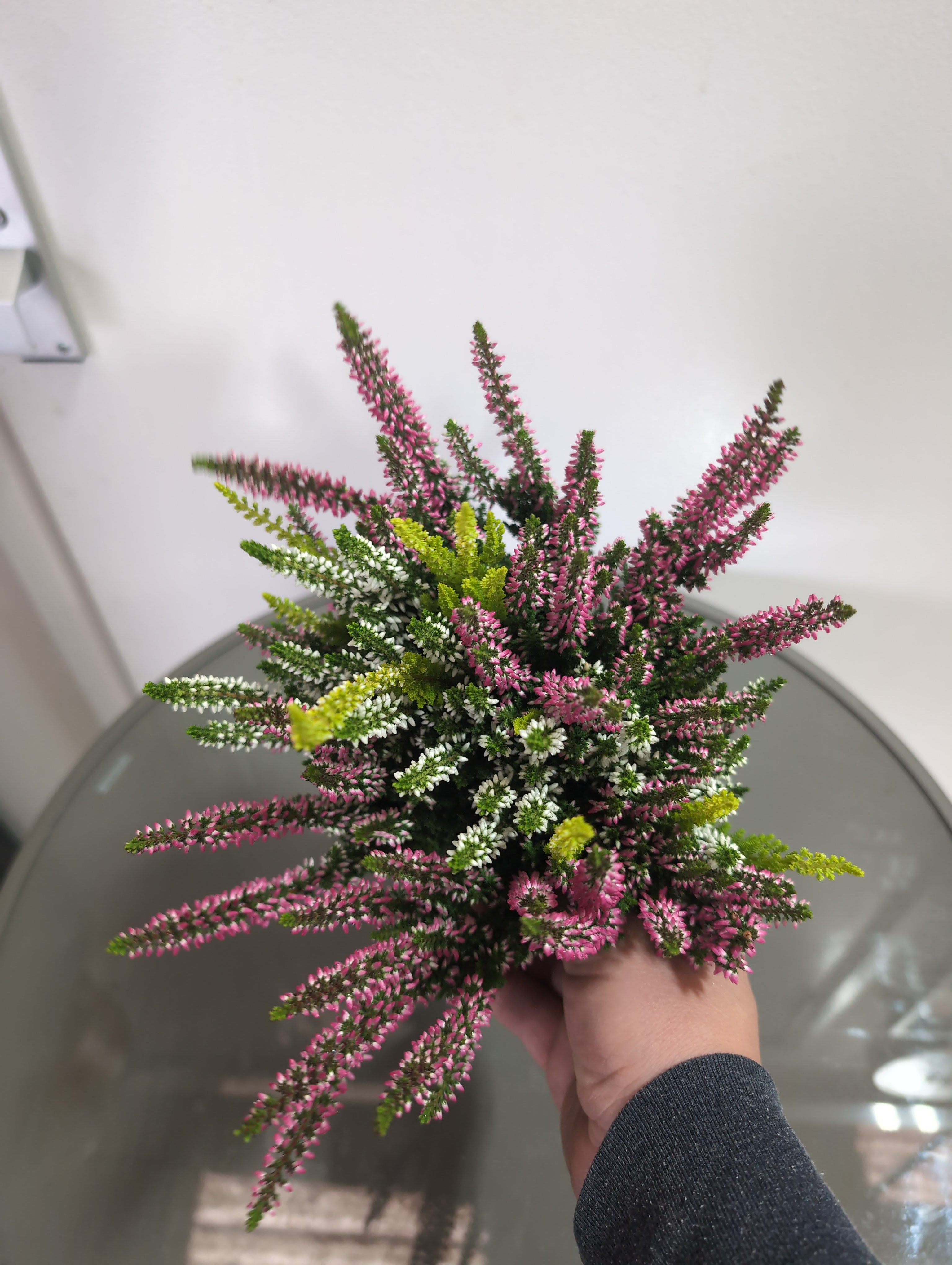 Heather | Twin-Colour | Calluna Beauty Ladies Trio