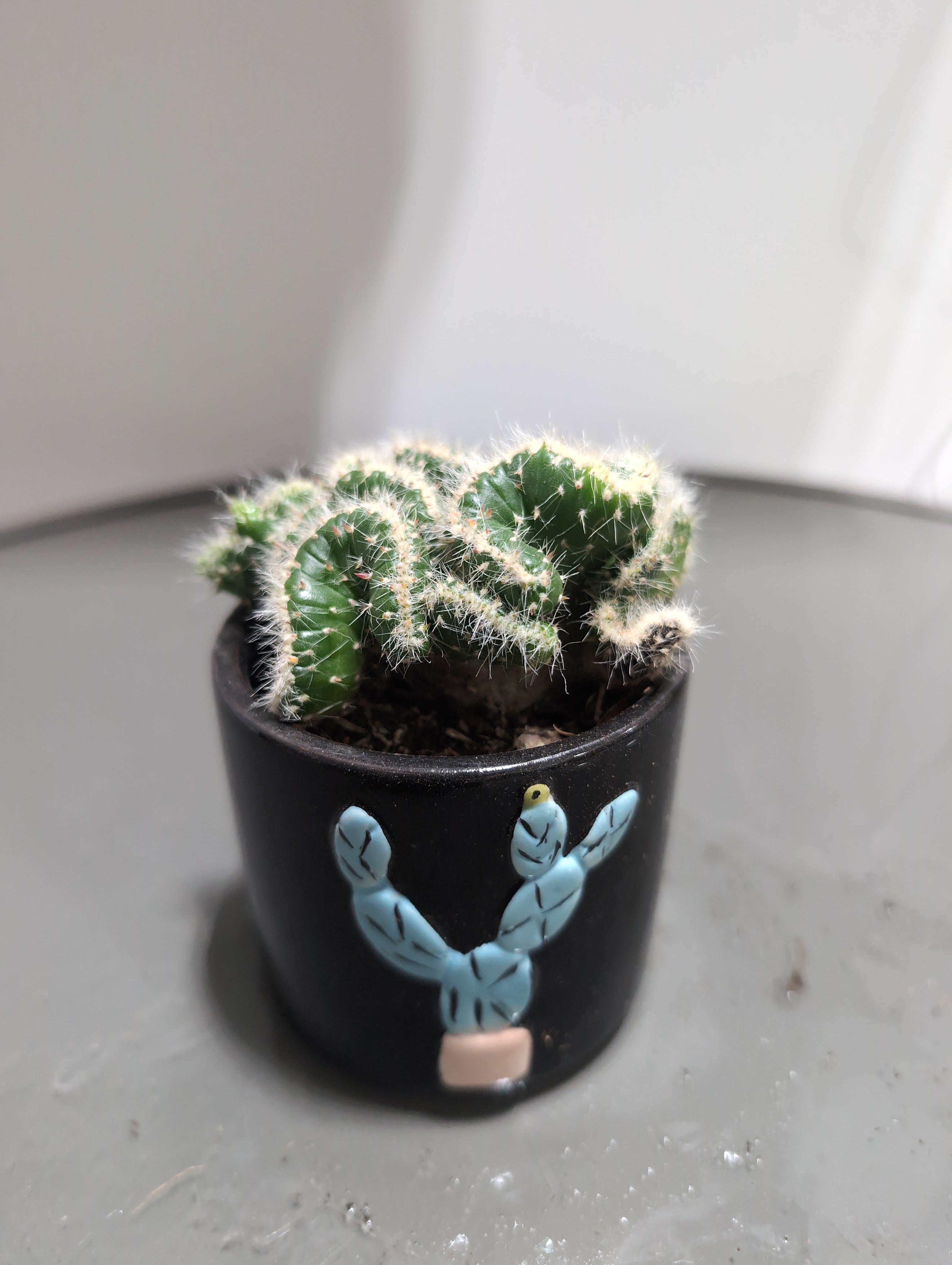Opuntia Cactus | Opuntia microdasys In Pot |
