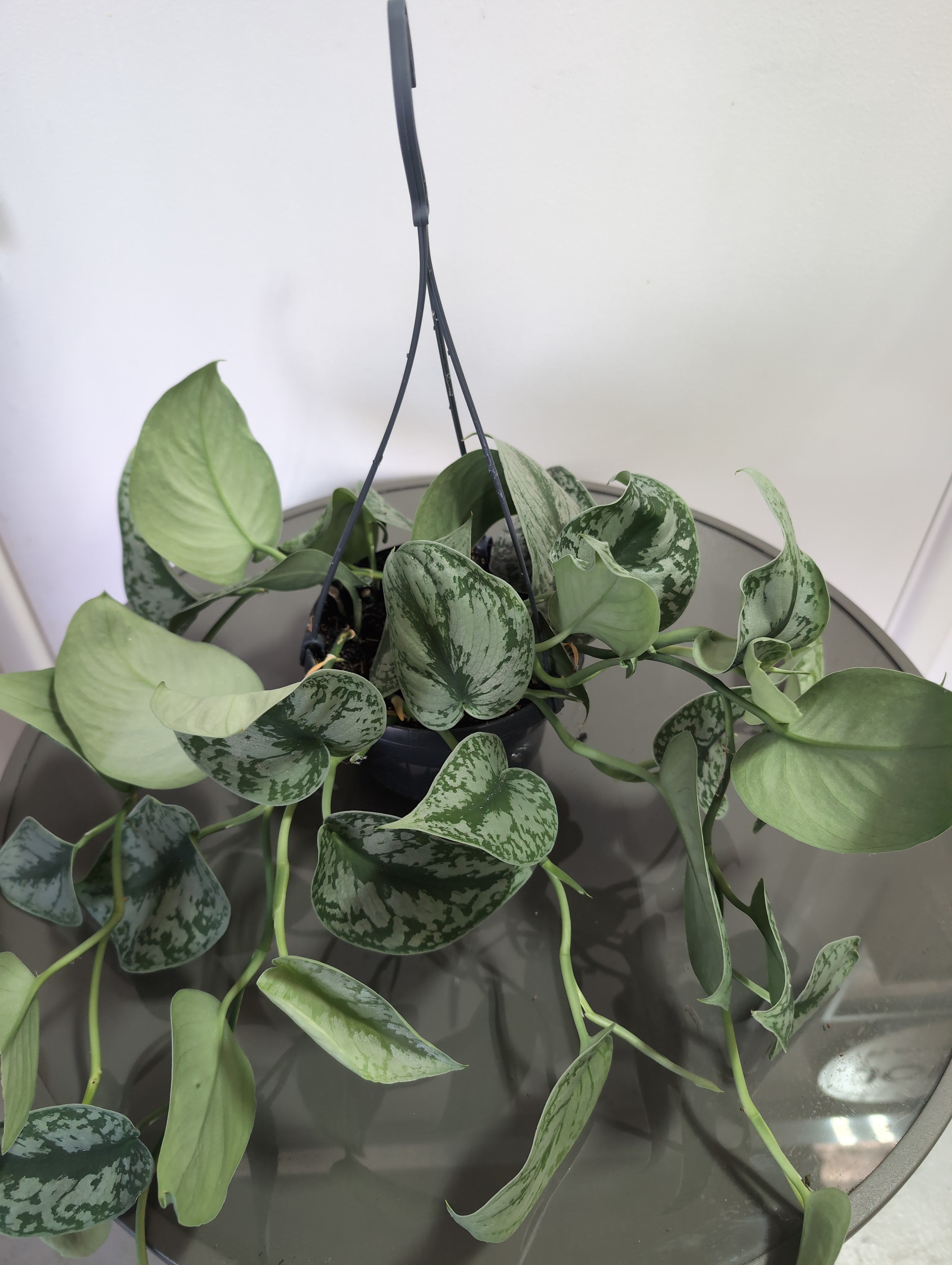 Satin Pothos | Trebie | Scindapsus Pictus | Hanging Pot