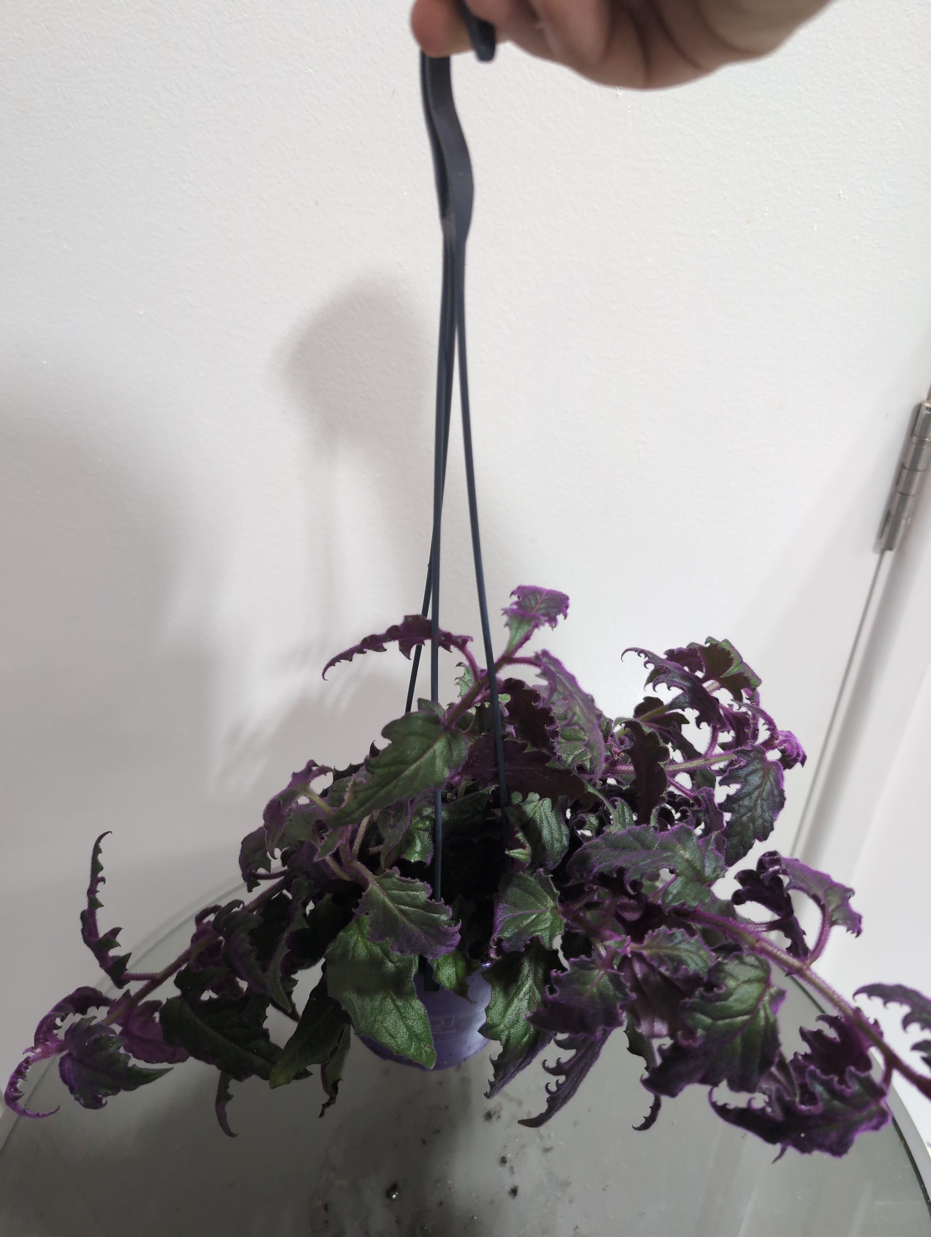 Purple Passion Plant | Gynura Aurantiaca