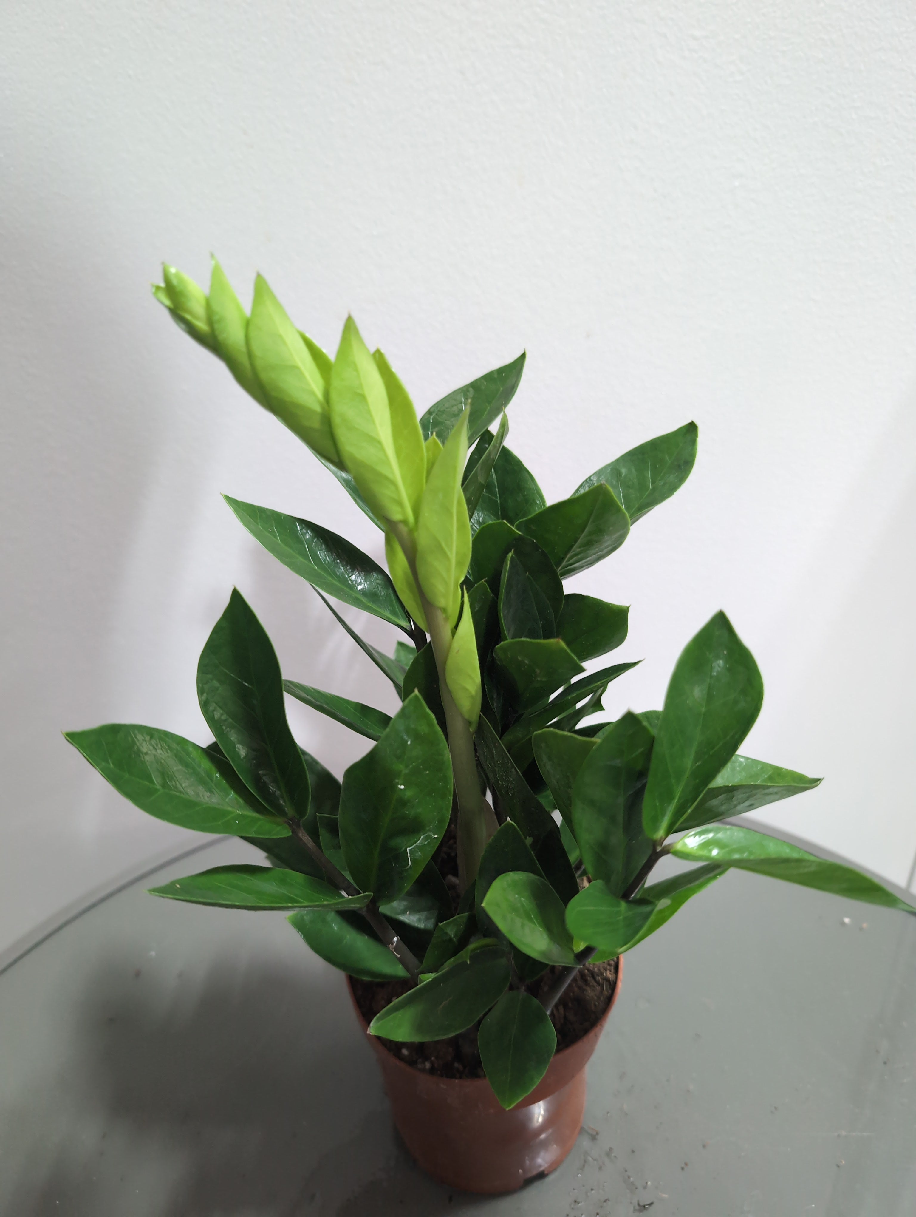 ZZ Plant | Zamioculcas Zamiifolia