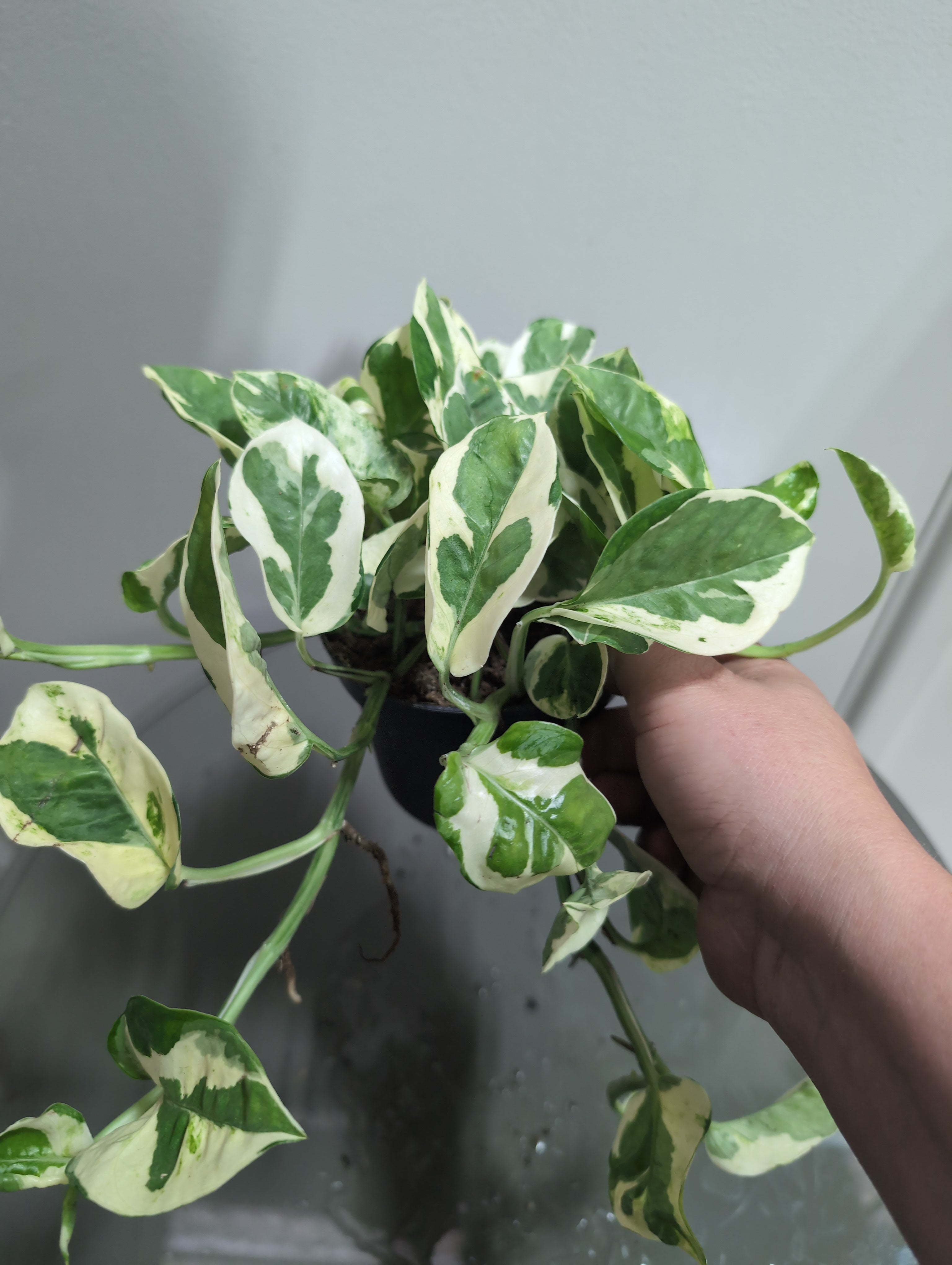 Devil's Ivy | N'Joy | Epipremnum pinnatum