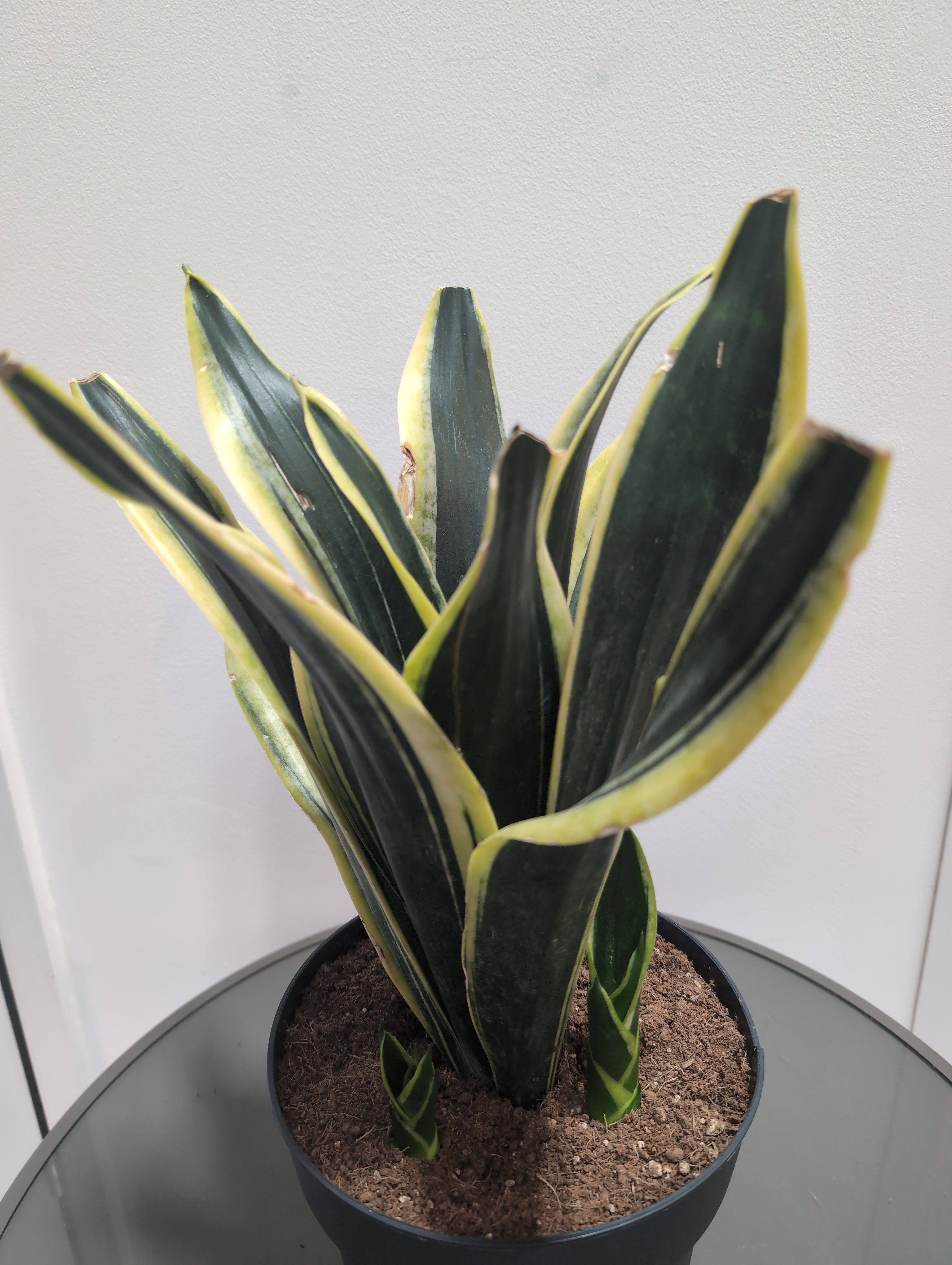 Sansevieria -  "Snake Plant or Mother-in-Law’s Tongue" (21cm)