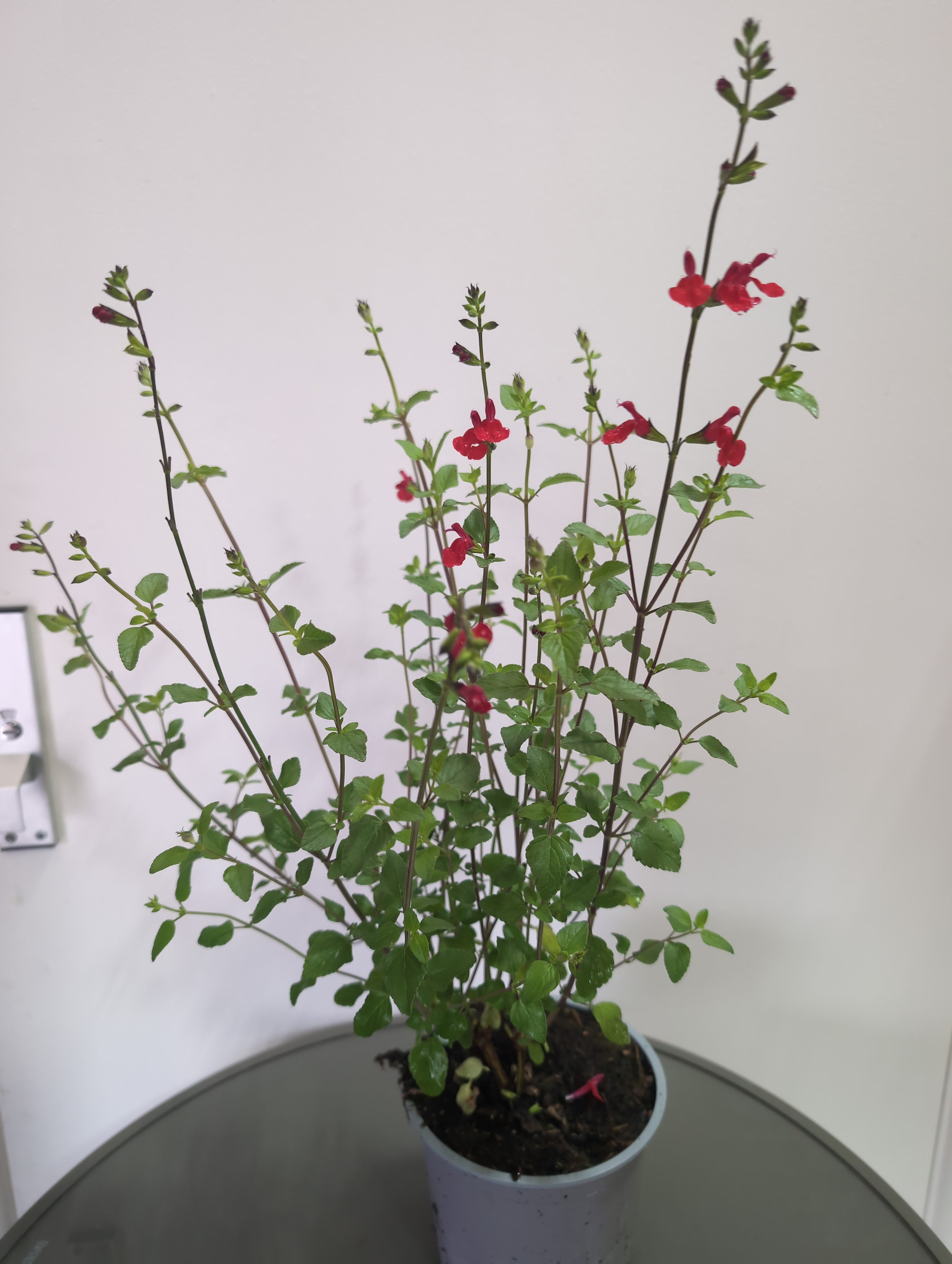Salvia | Hot Lips