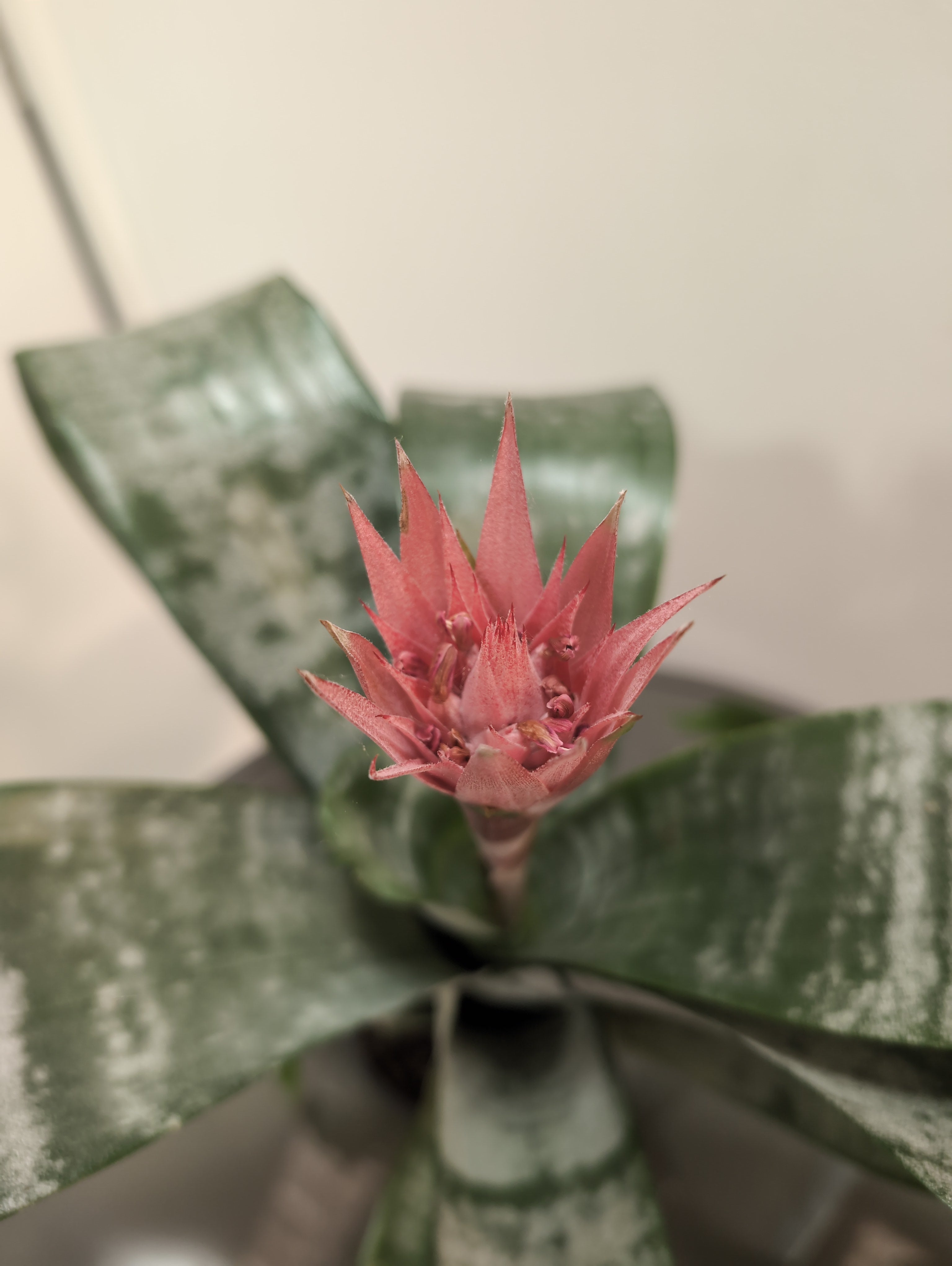 Aechmea ‘Primera’ – “Urn Plant”