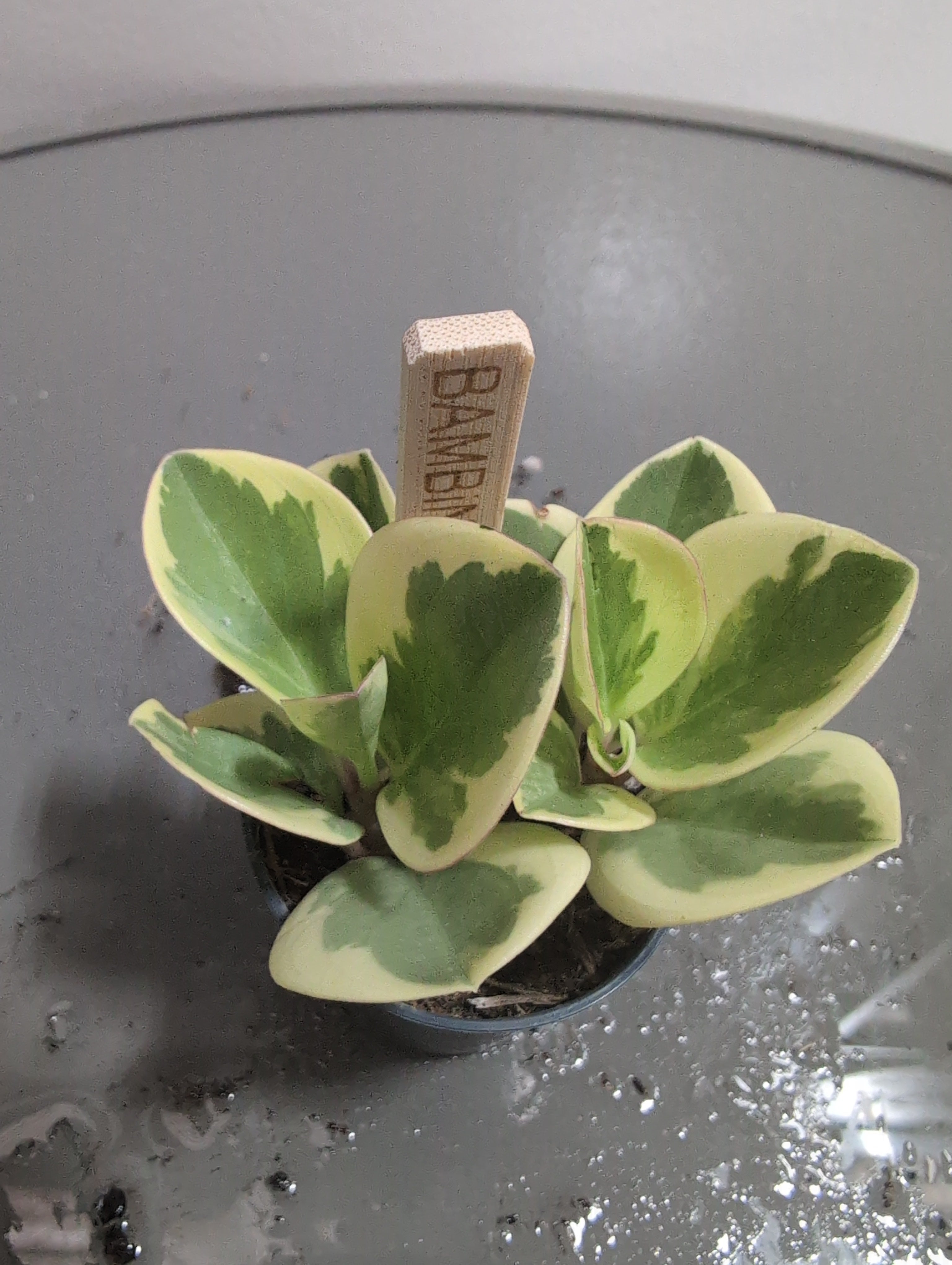 Peperomia obtusifolia | Golden Gate
