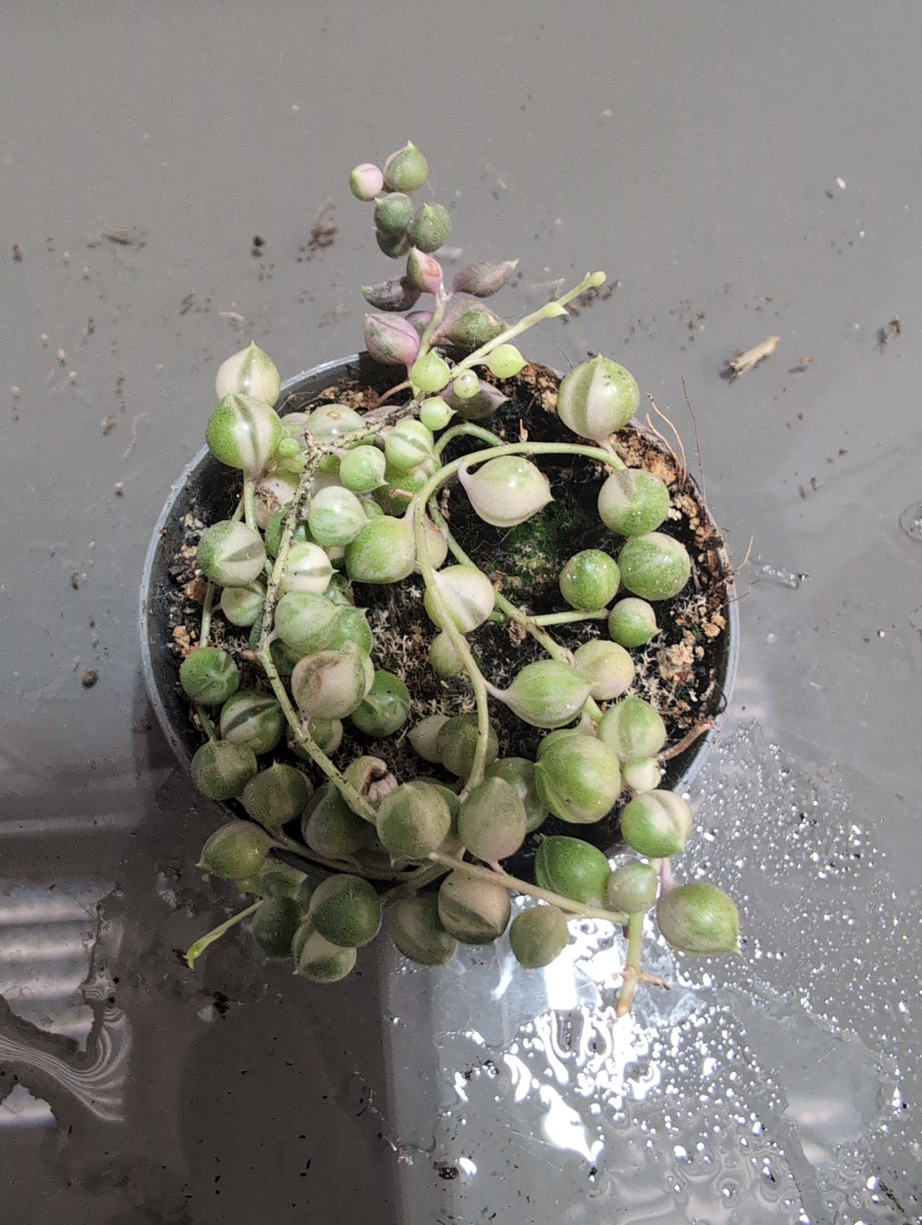 String of Pearls Variegated | Senecio rowleyanus ‘Variegatus’
