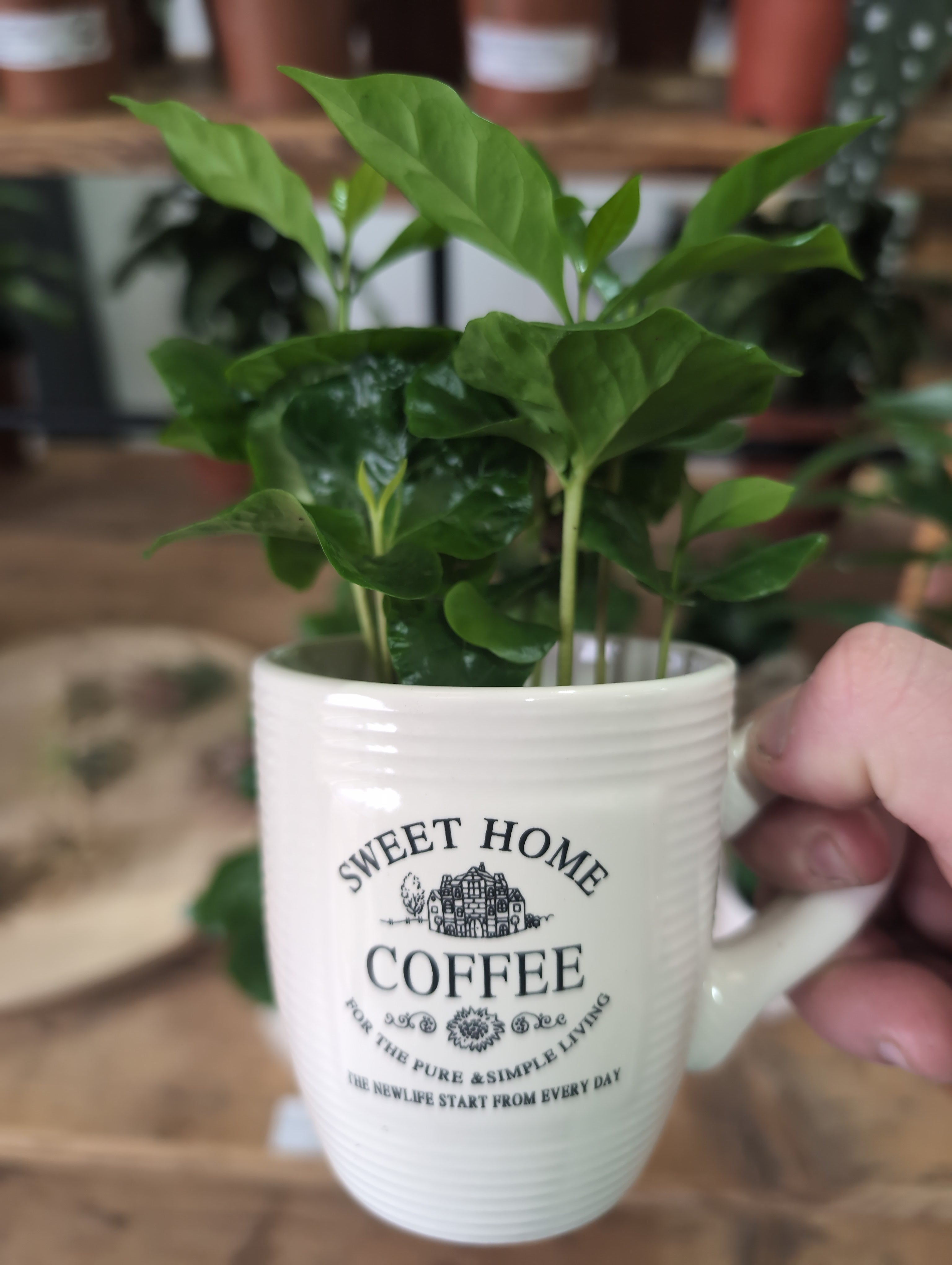 Coffea arabica | Coffee Plant | Coffee Cup